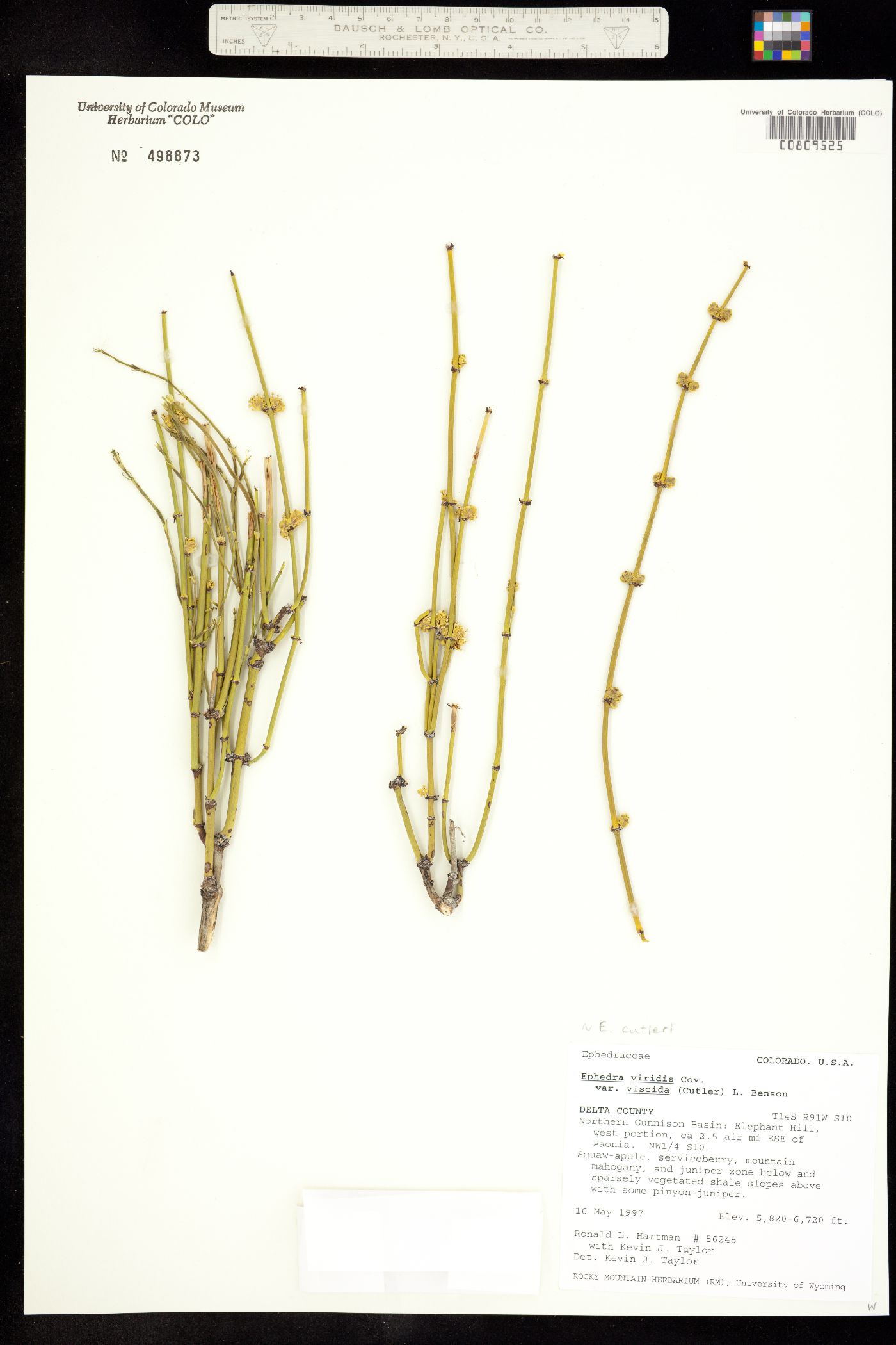 Ephedra cutleri image