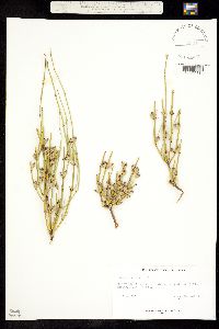 Ephedra viridis var. viridis image