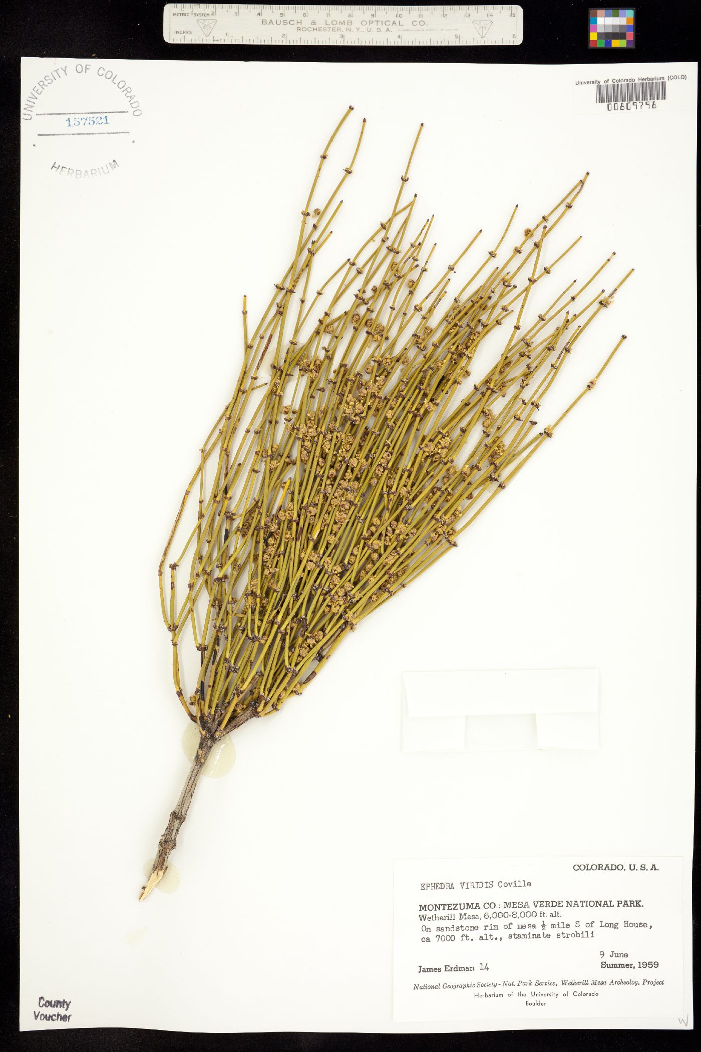 Ephedra viridis var. viridis image