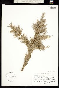 Abies lasiocarpa subsp. arizonica image