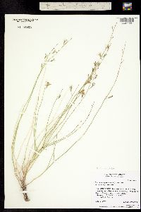 Image of Stephanomeria tenuifolia