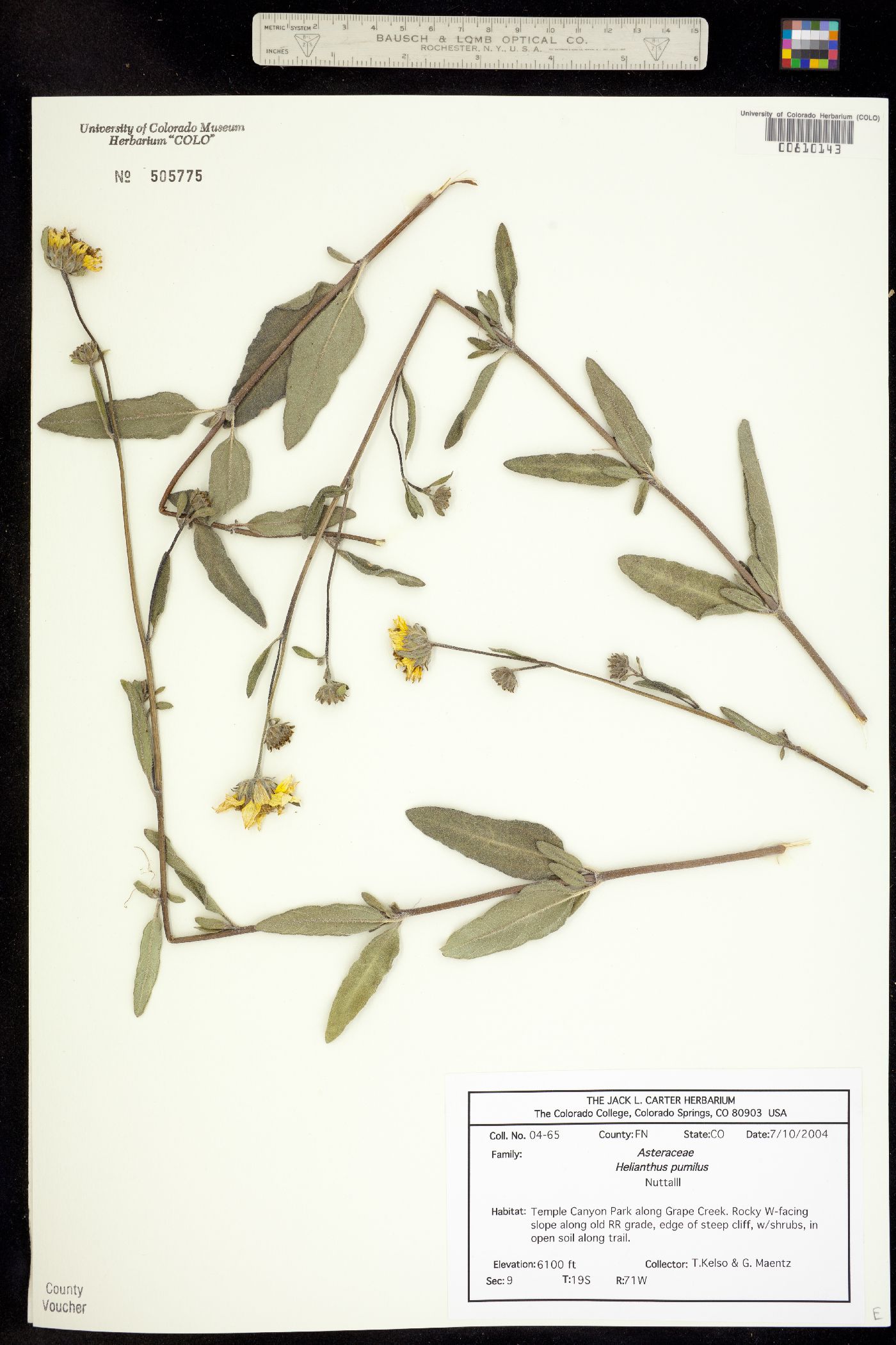 Helianthus pumilus image