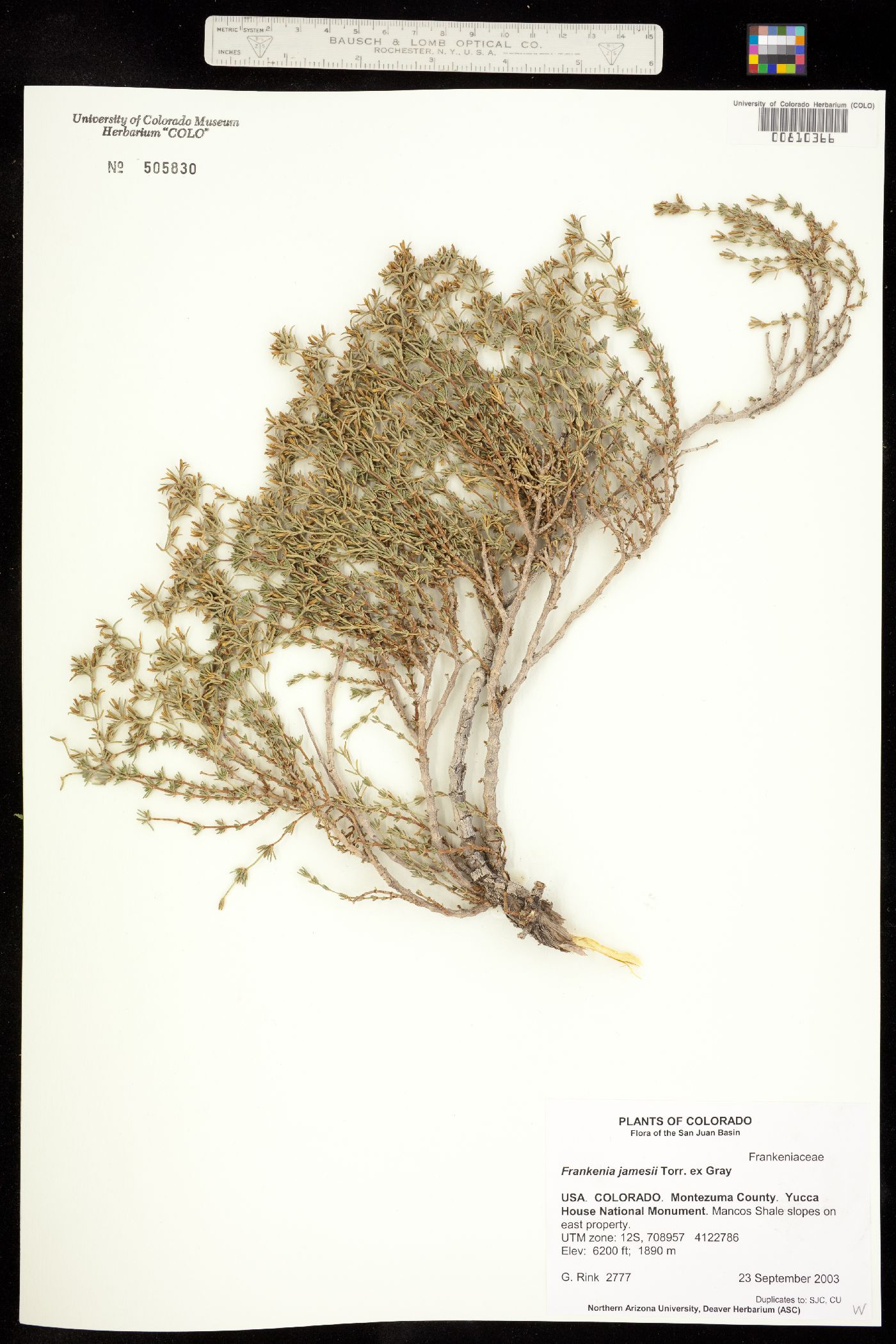 Frankenia jamesii image