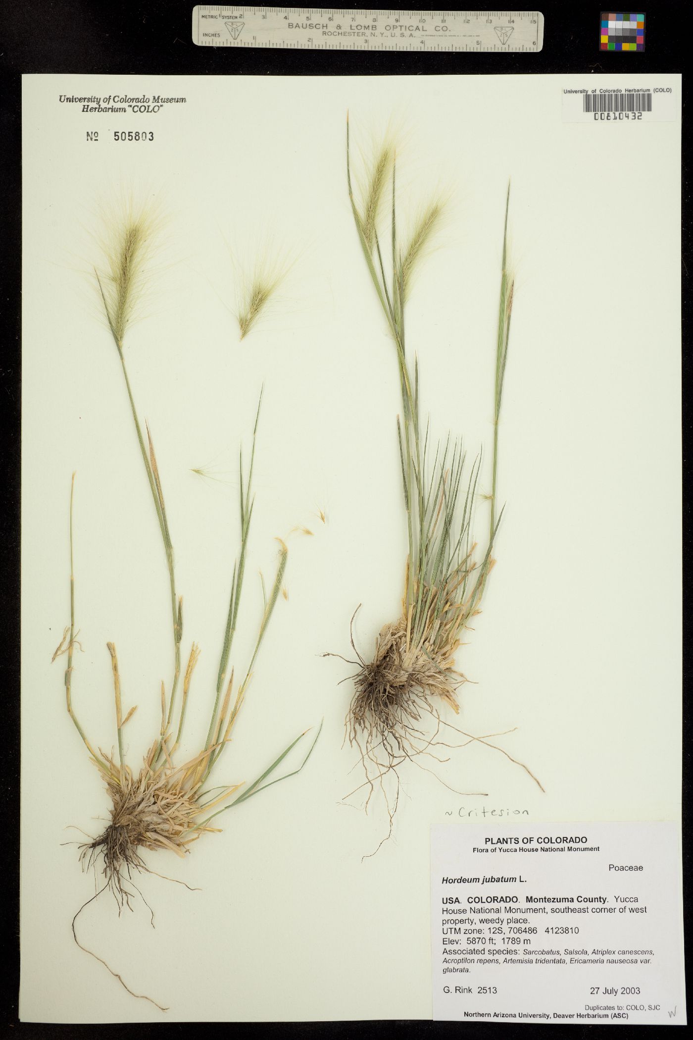 Hordeum jubatum image