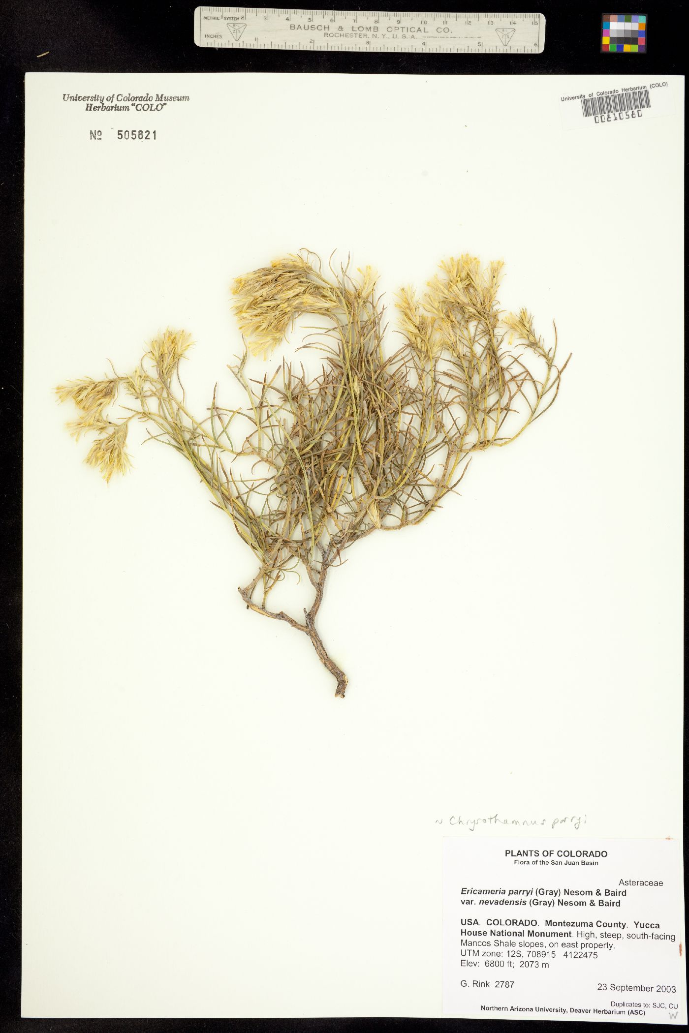 Chrysothamnus parryi image