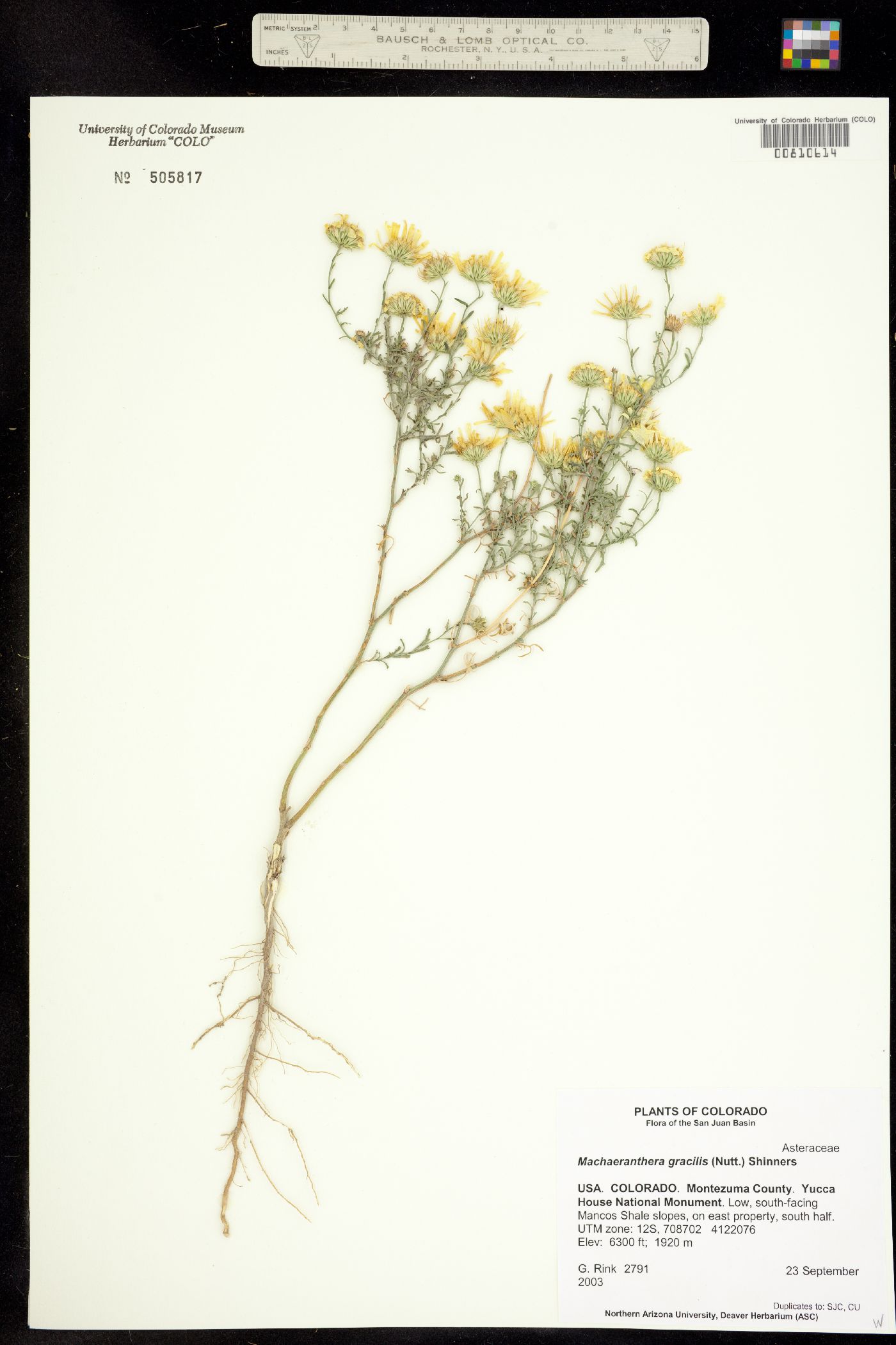 Machaeranthera gracilis image