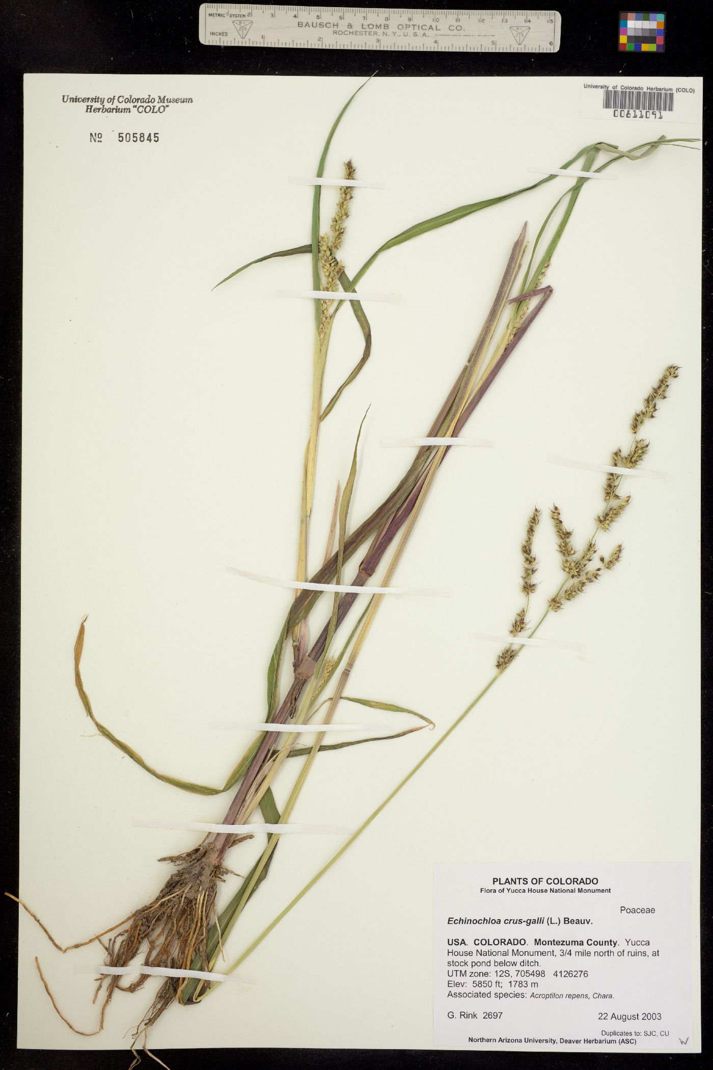 Echinochloa crus-galli image