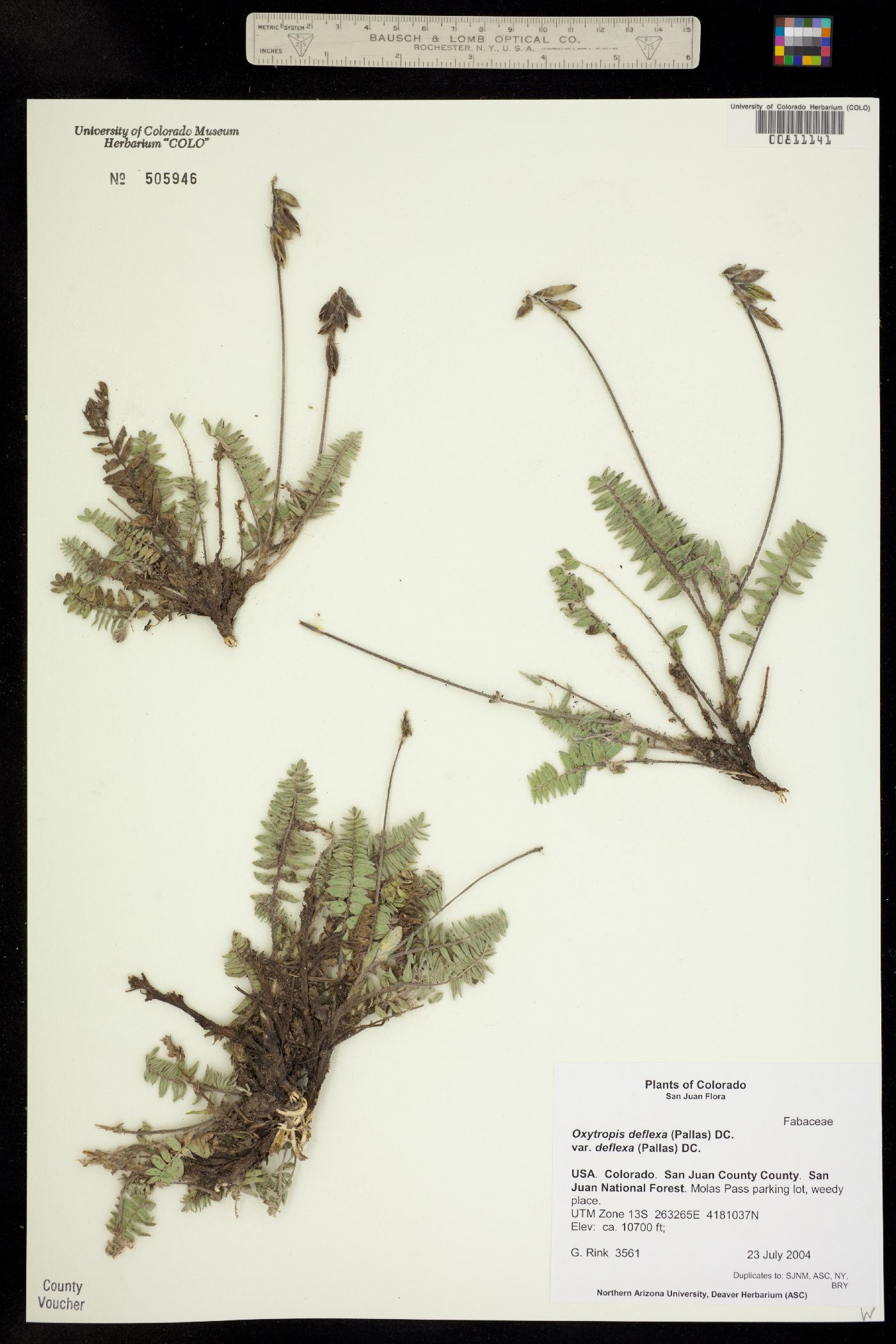 Oxytropis deflexa ssp. deflexa image