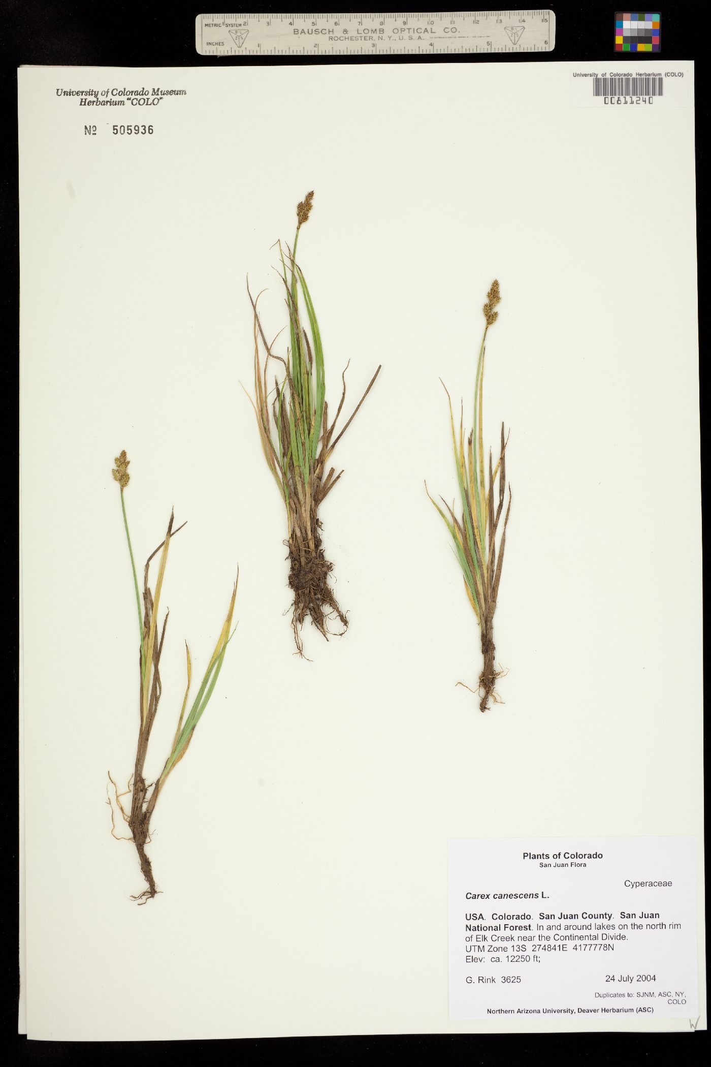 Carex canescens image