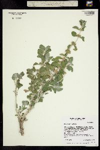 Image of Marrubium vulgare
