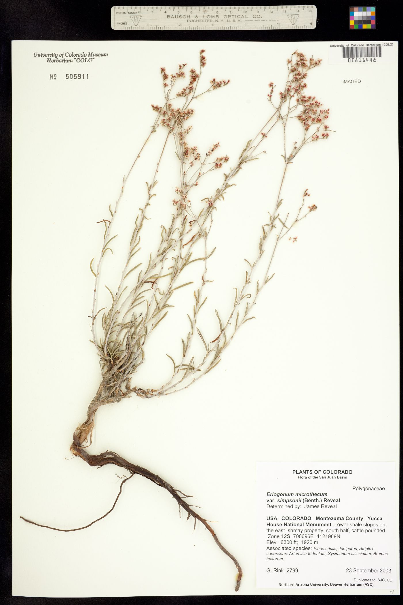 Eriogonum microthecum var. simpsonii image