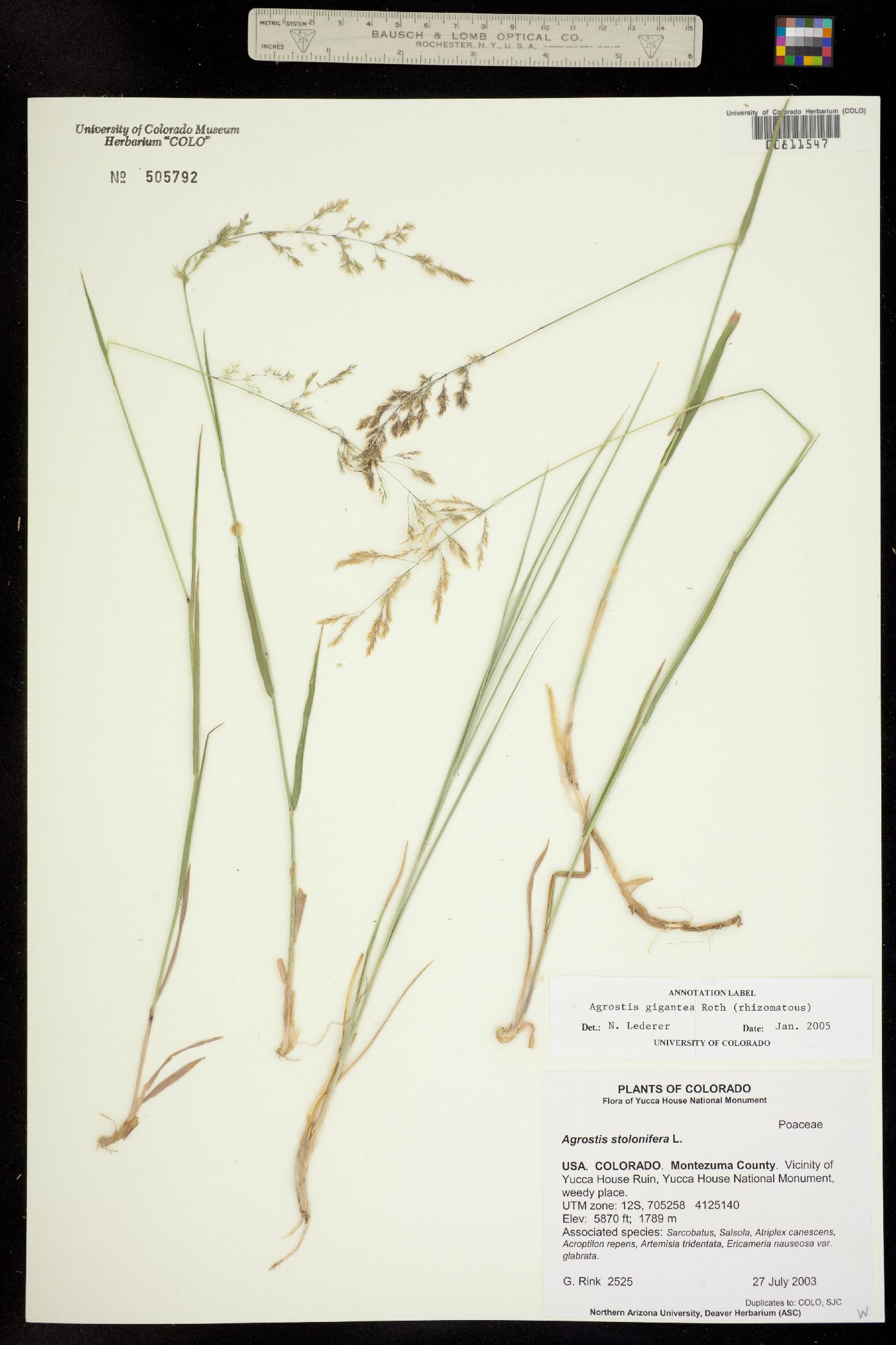 Agrostis gigantea image