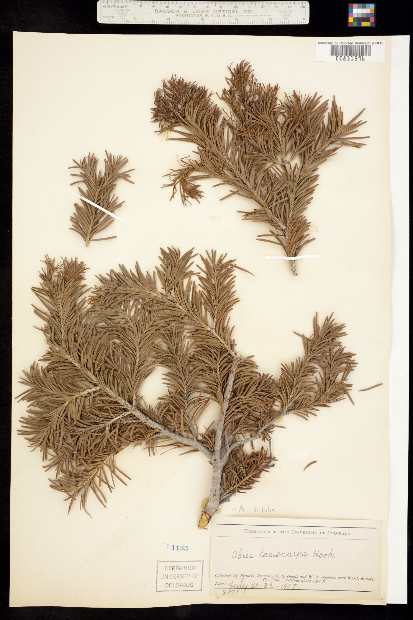 Abies lasiocarpa var. lasiocarpa image