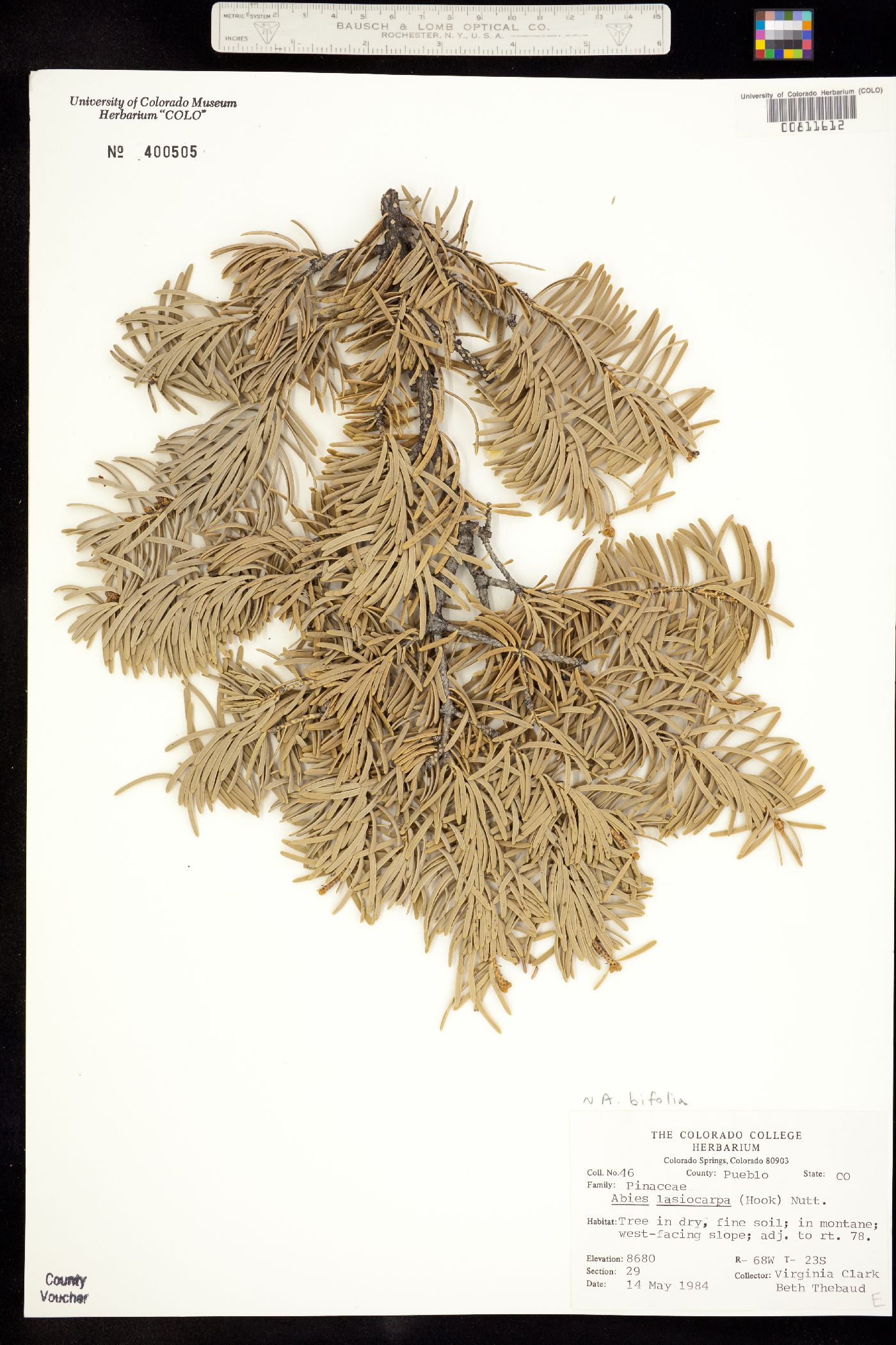 Abies lasiocarpa var. lasiocarpa image