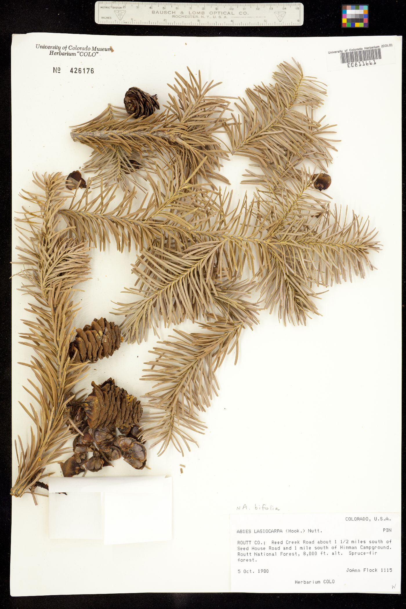 Abies lasiocarpa var. lasiocarpa image