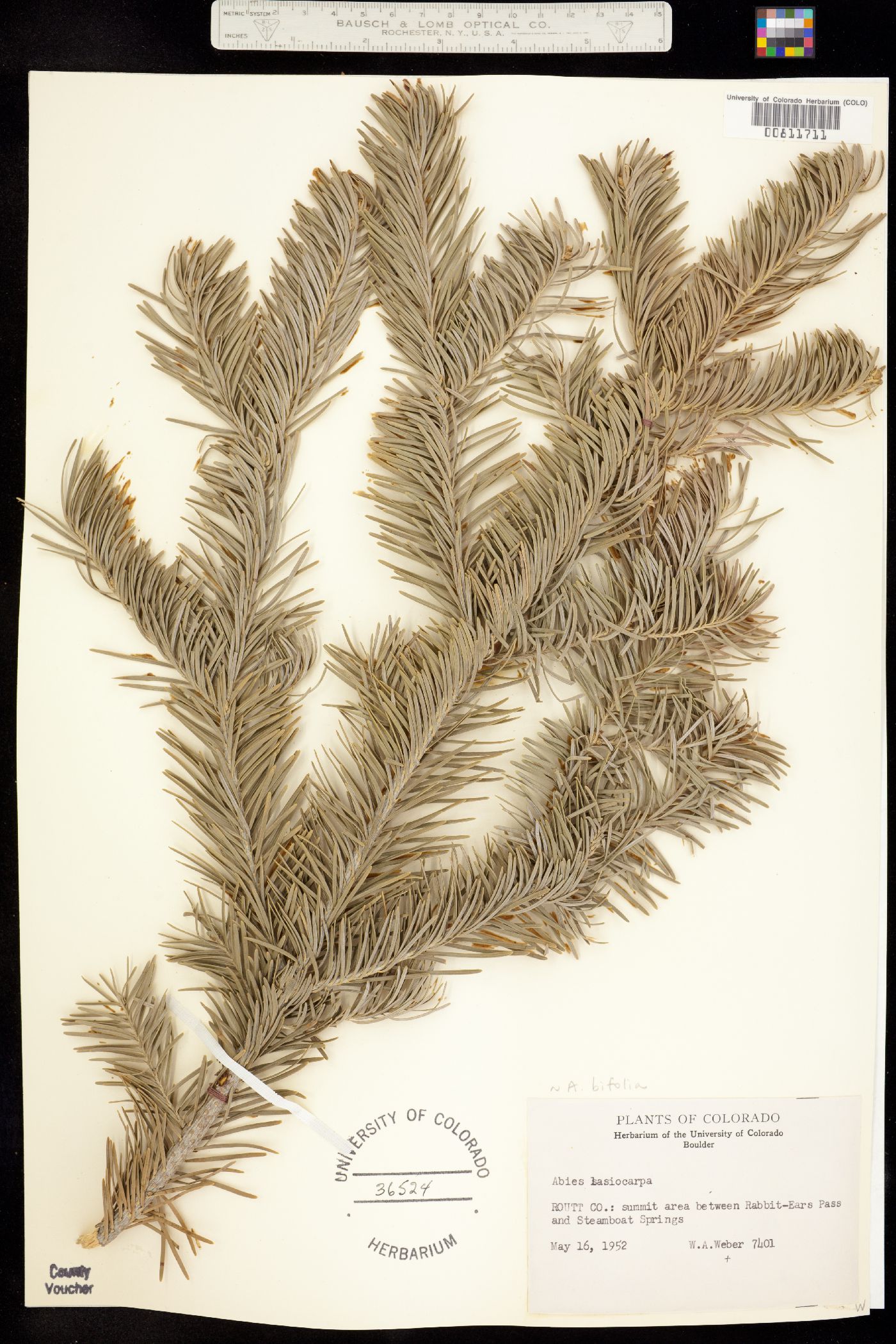 Abies lasiocarpa var. lasiocarpa image