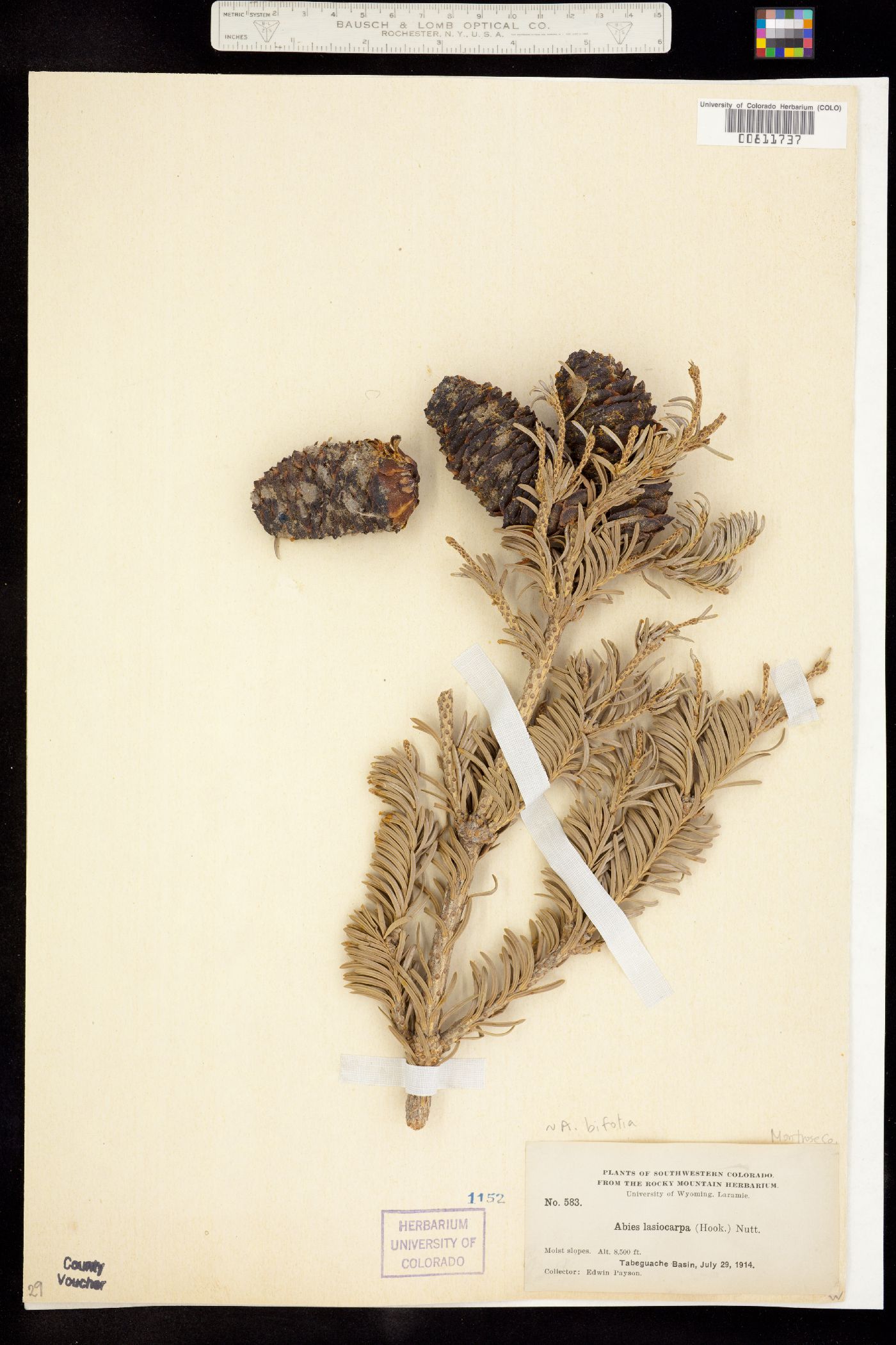 Abies lasiocarpa var. lasiocarpa image