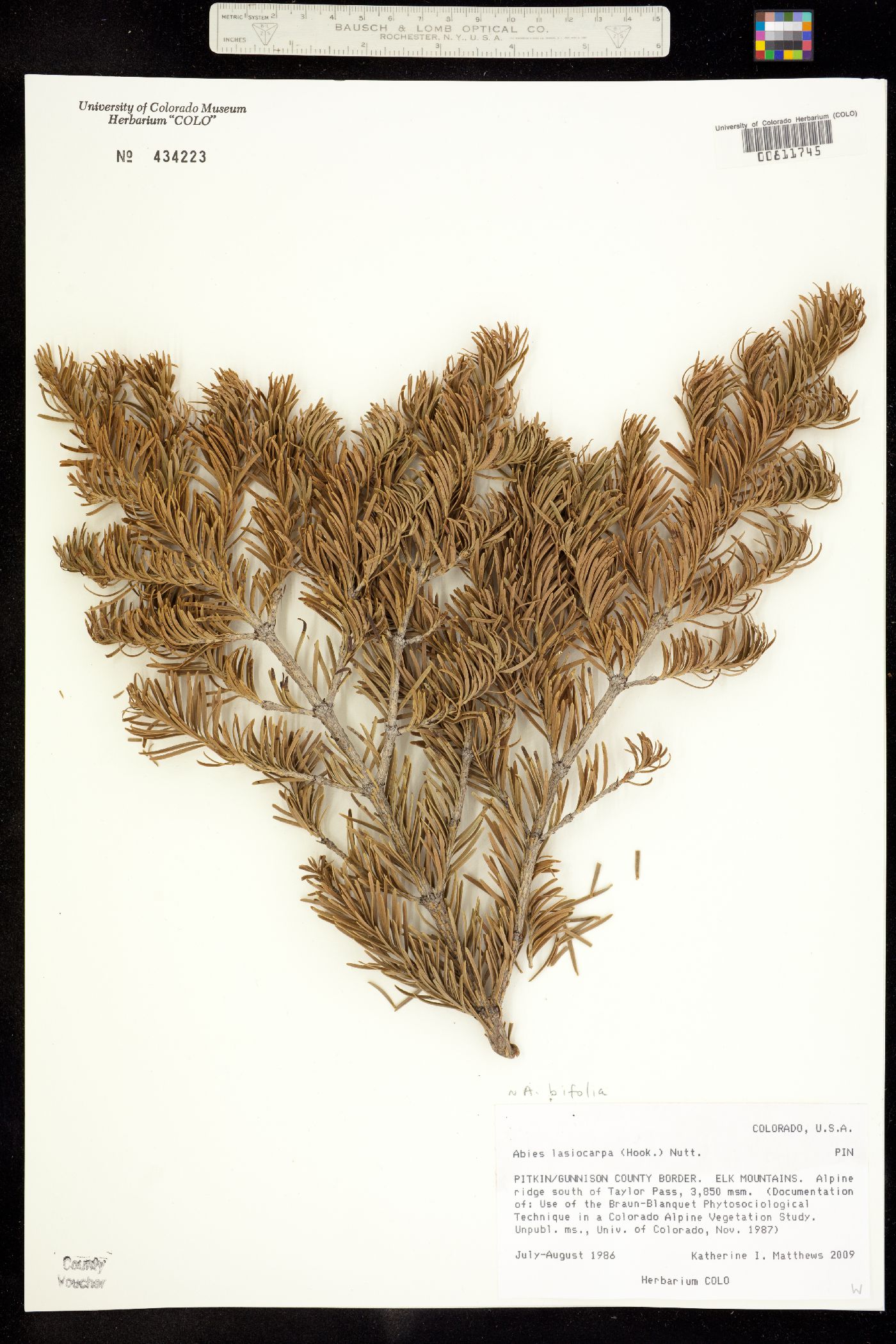 Pinaceae image