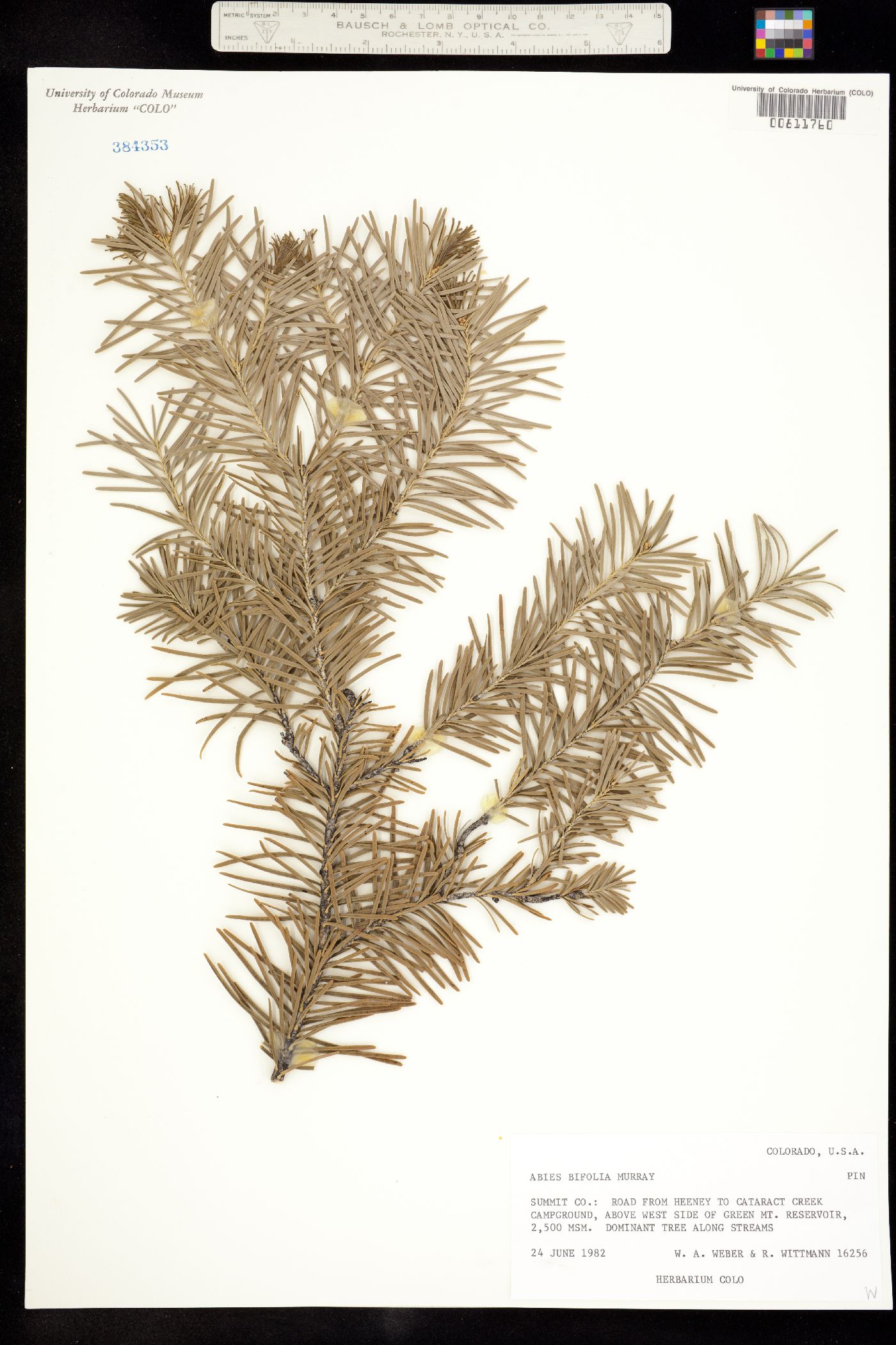 Abies lasiocarpa image