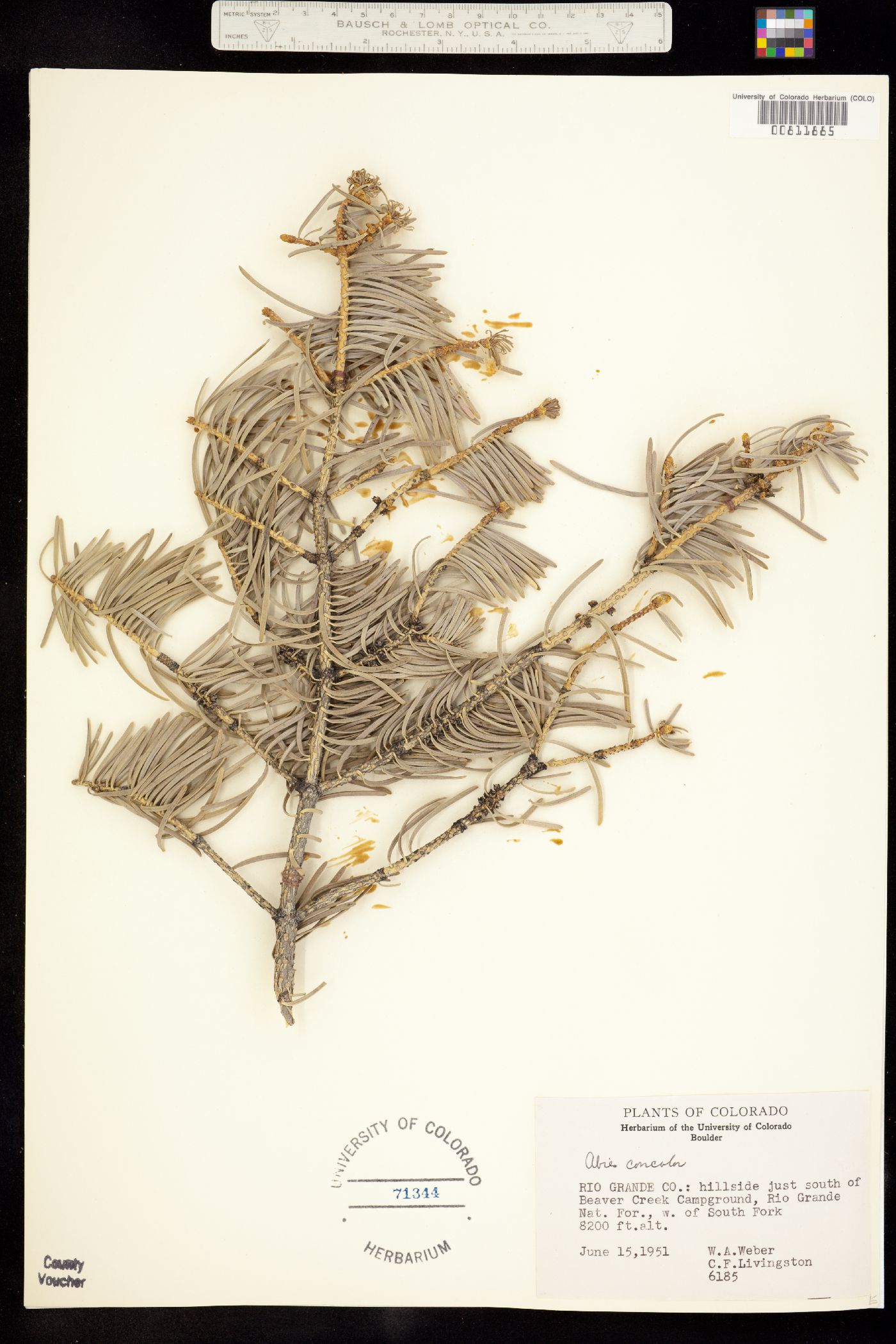 Abies concolor image