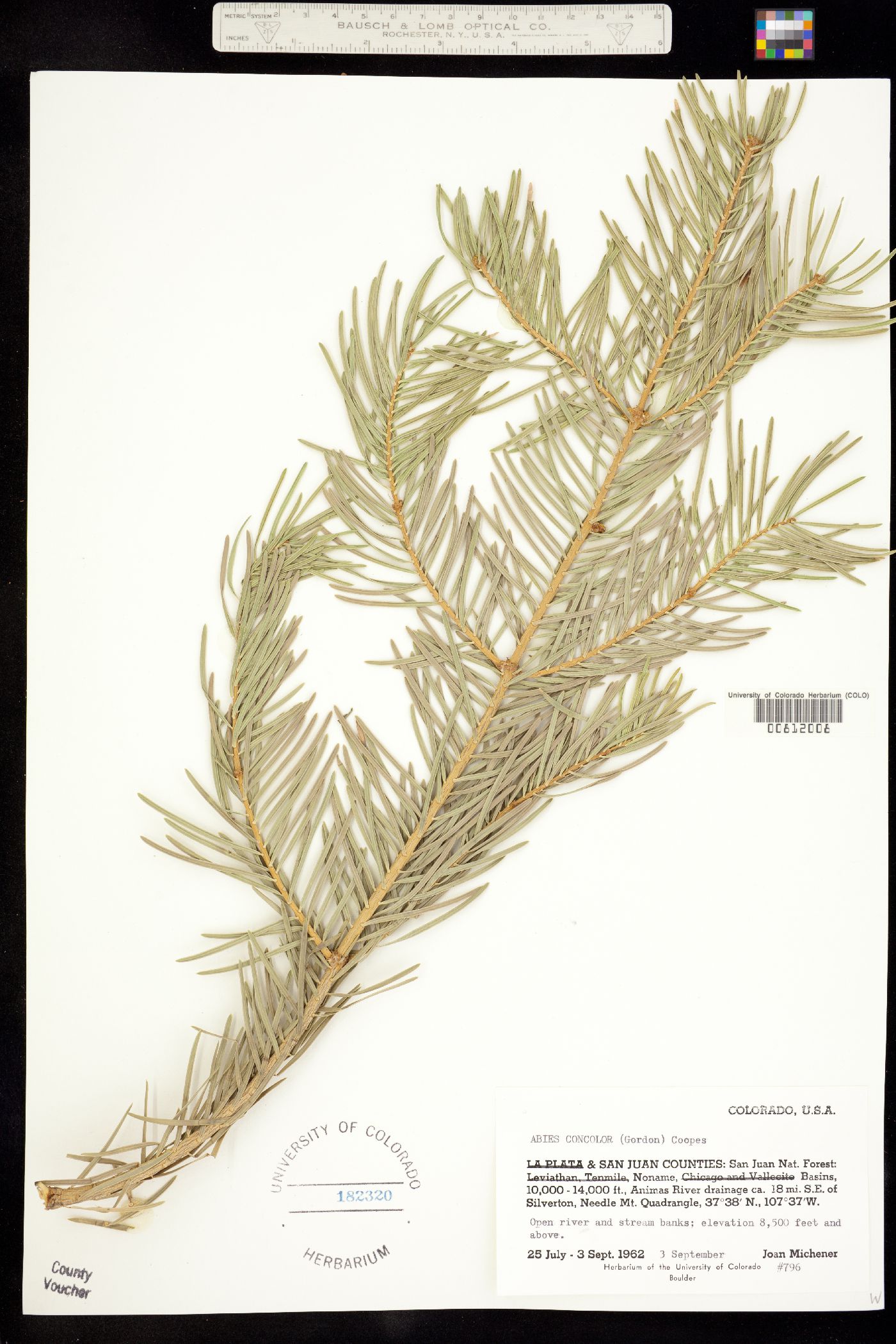 Abies concolor image