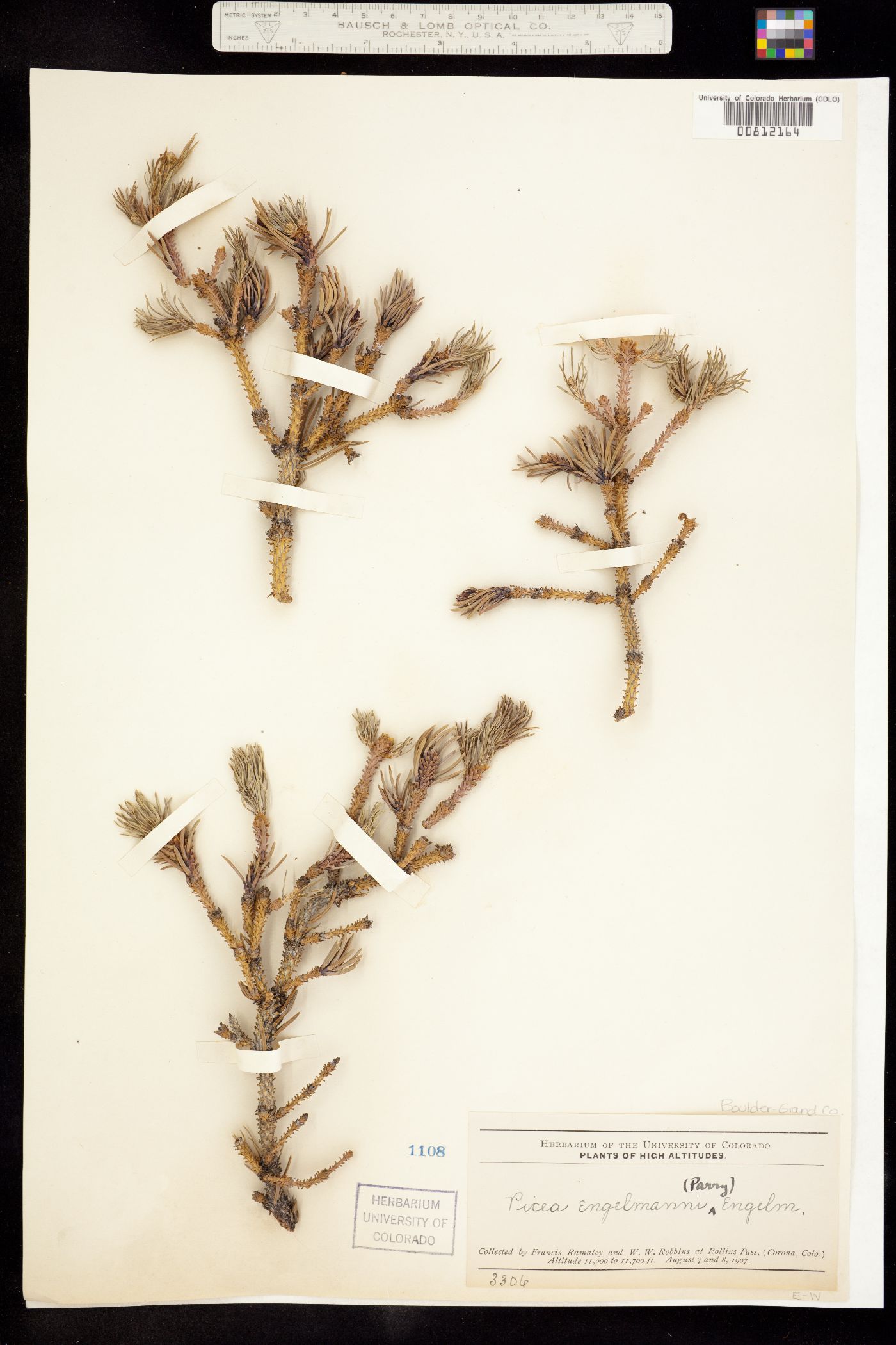 Picea engelmannii image