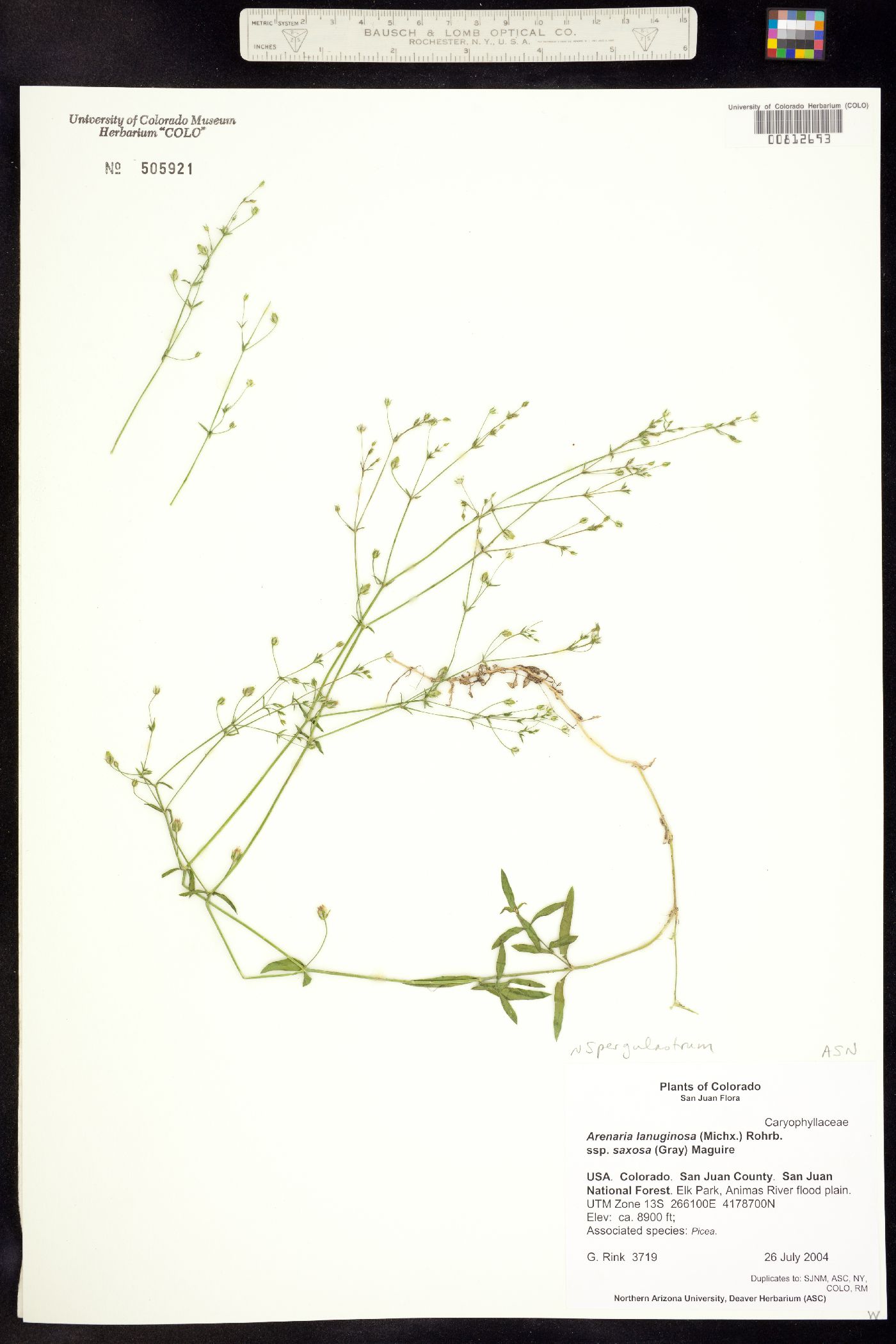 Arenaria lanuginosa var. saxosa image