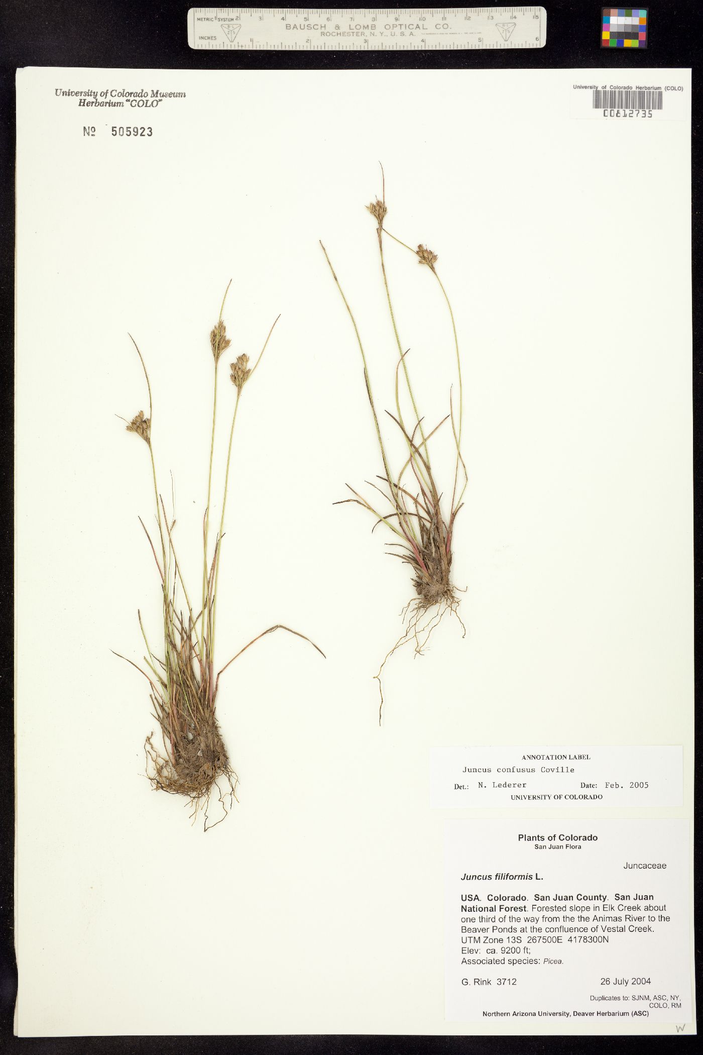 Juncus image