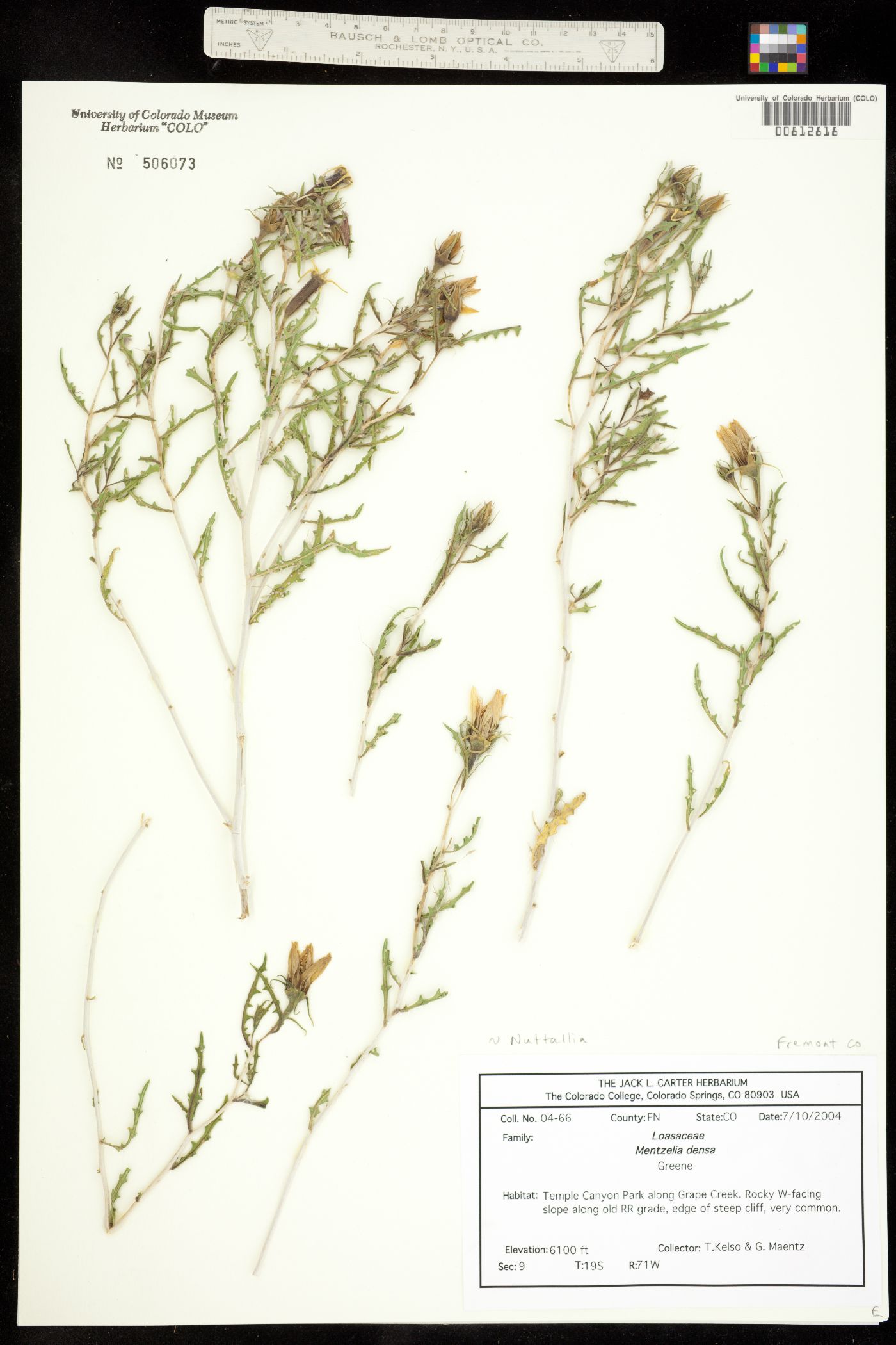 Mentzelia densa image