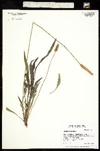 Plantago lanceolata image