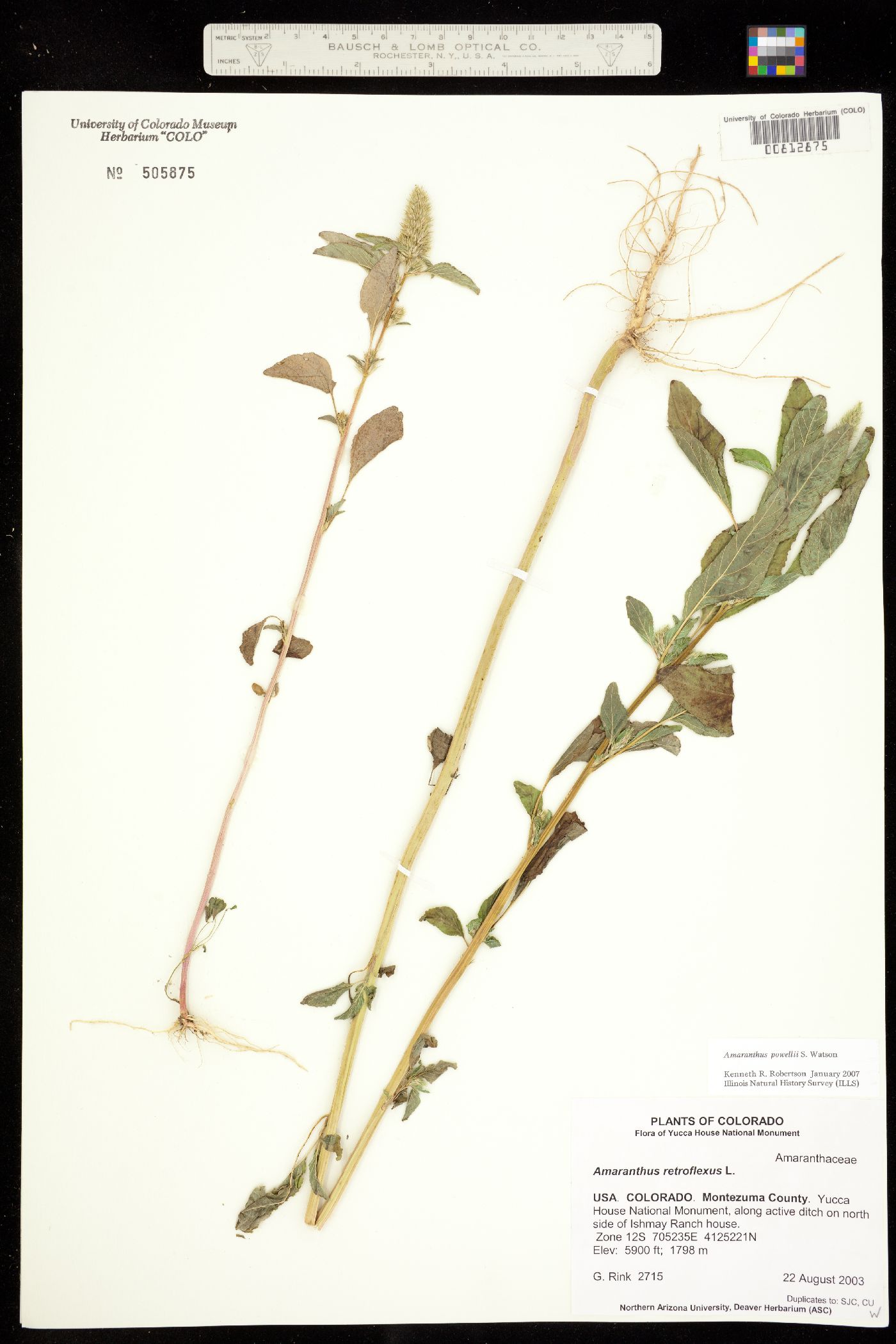 Amaranthus powellii image