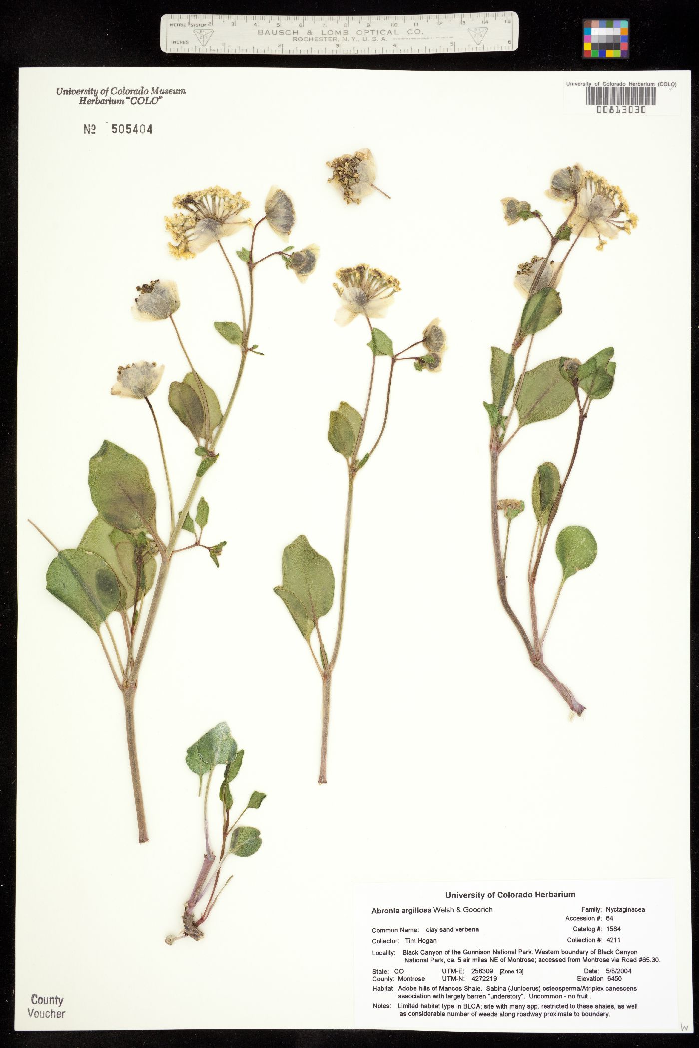 Abronia glabrifolia image