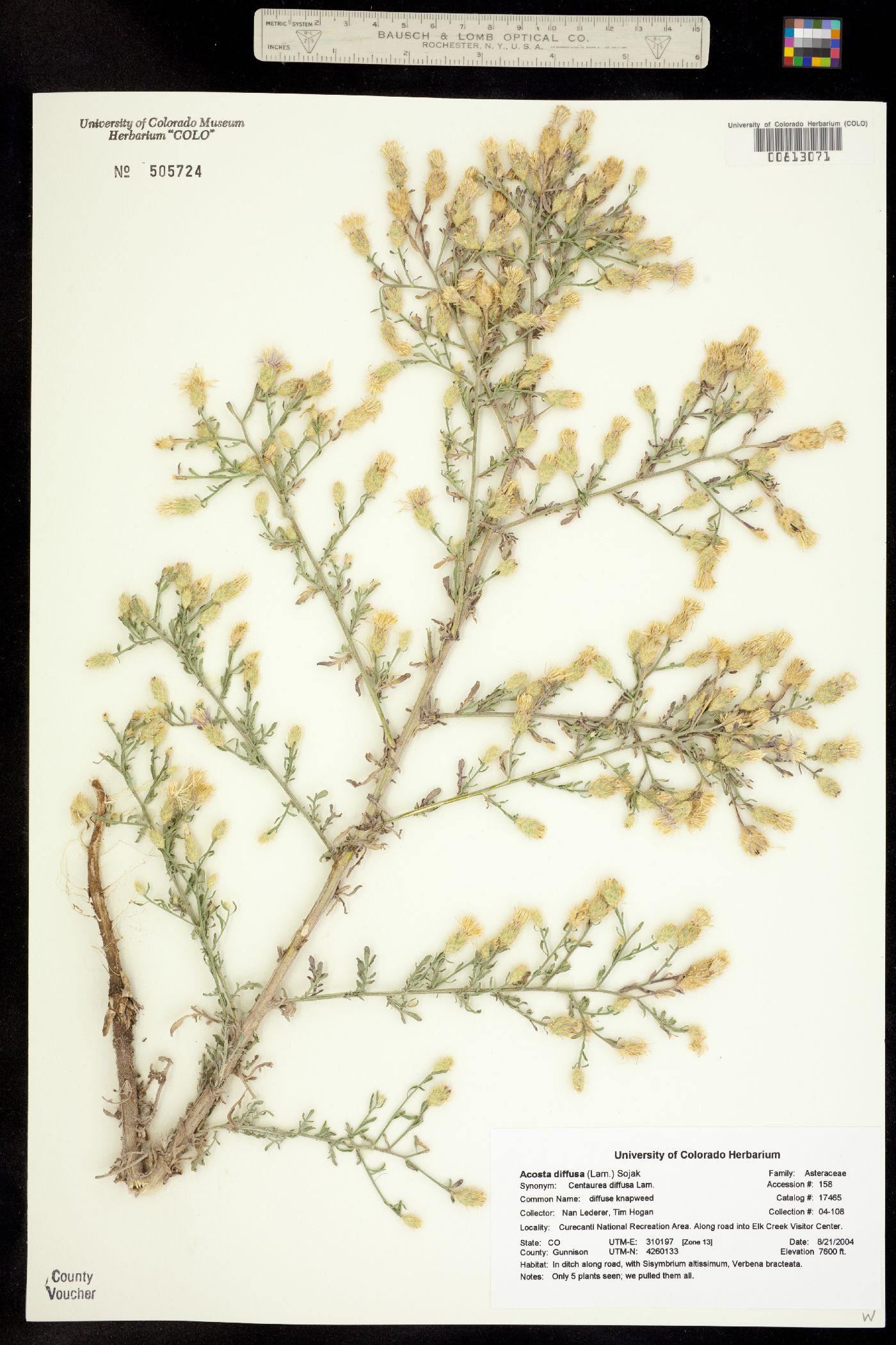 Centaurea diffusa image