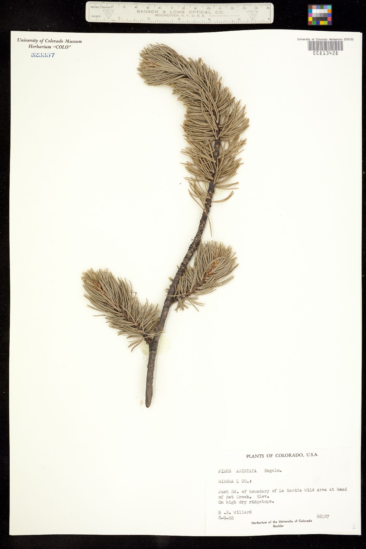 Pinus aristata image