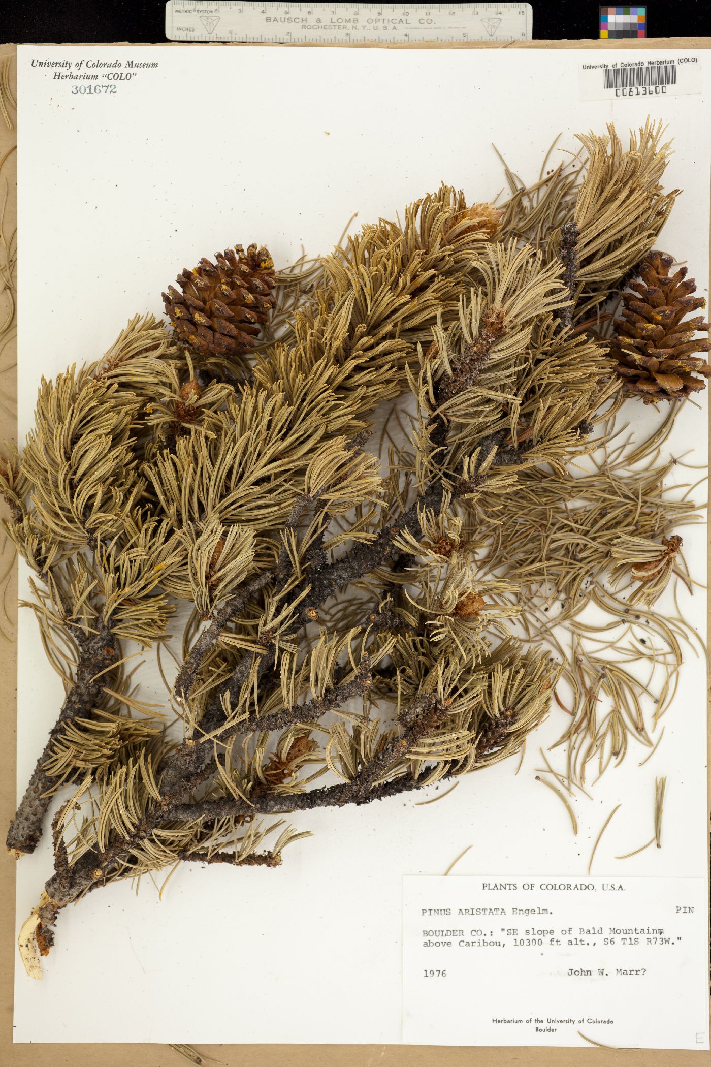 Pinus aristata image