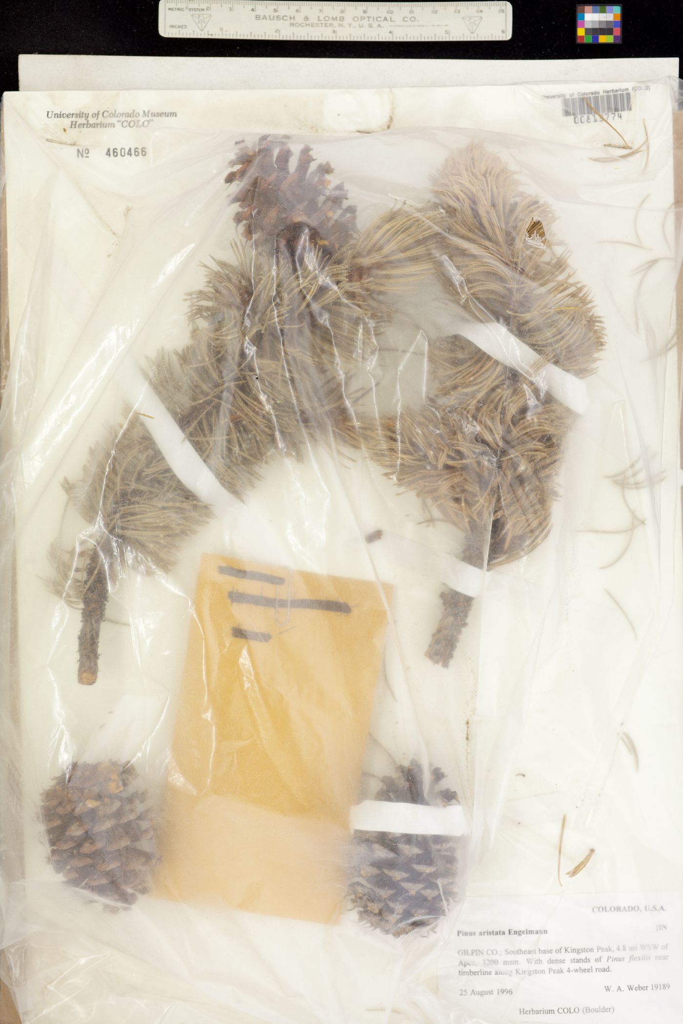 Pinus aristata image