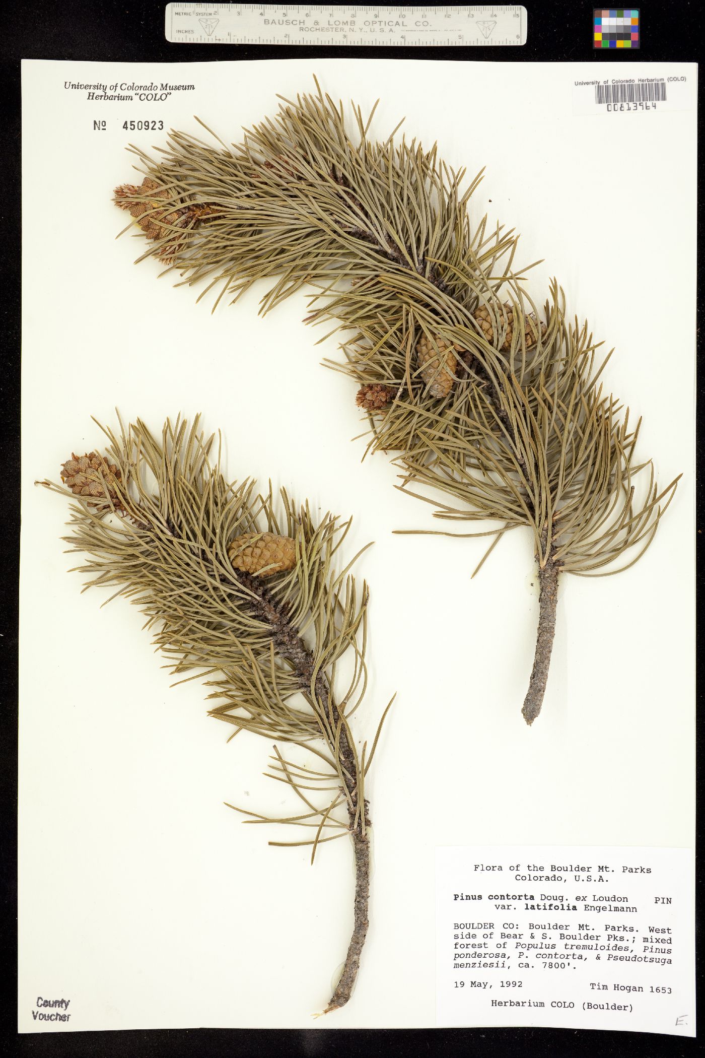Pinus contorta var. latifolia image