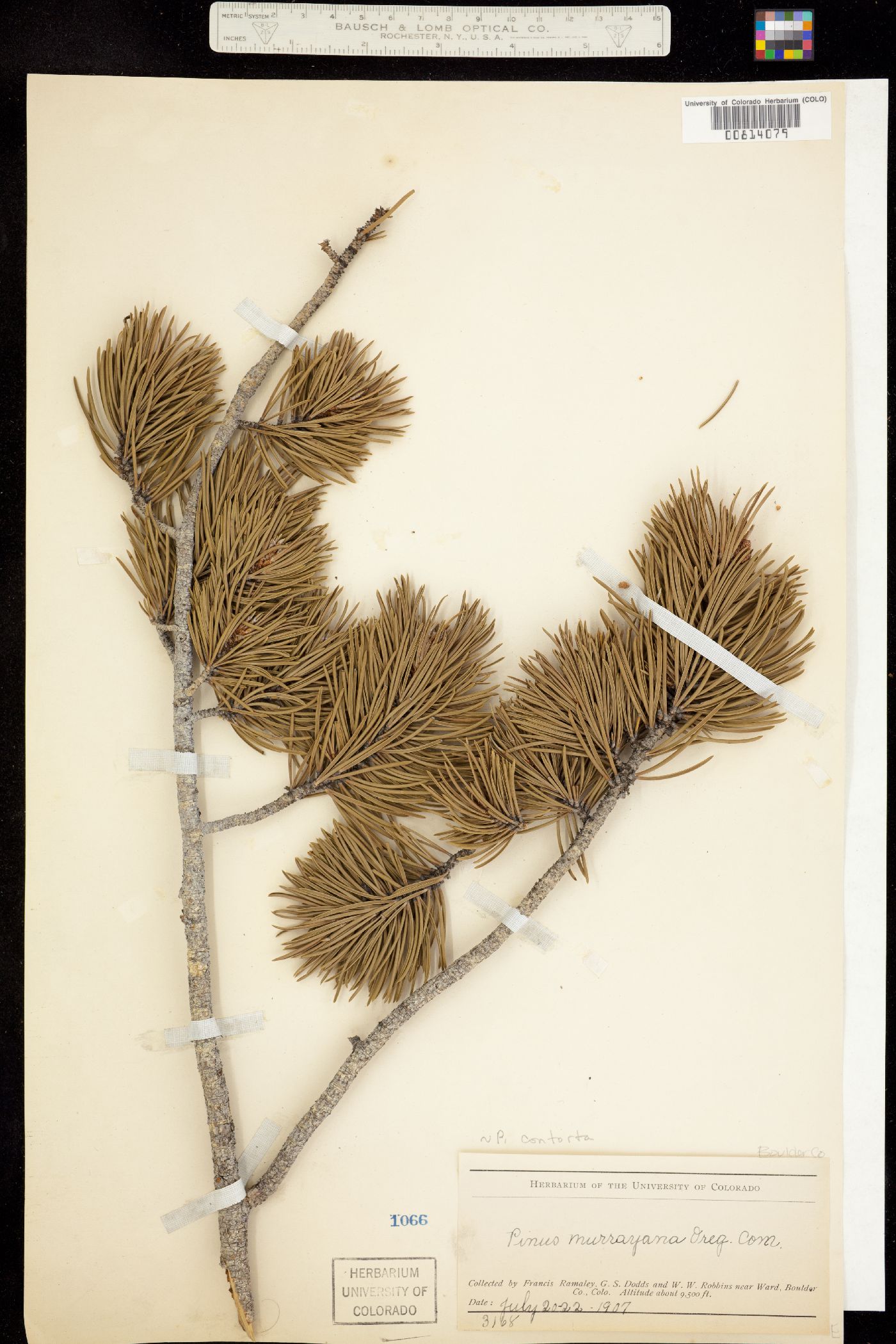 Pinus contorta var. latifolia image
