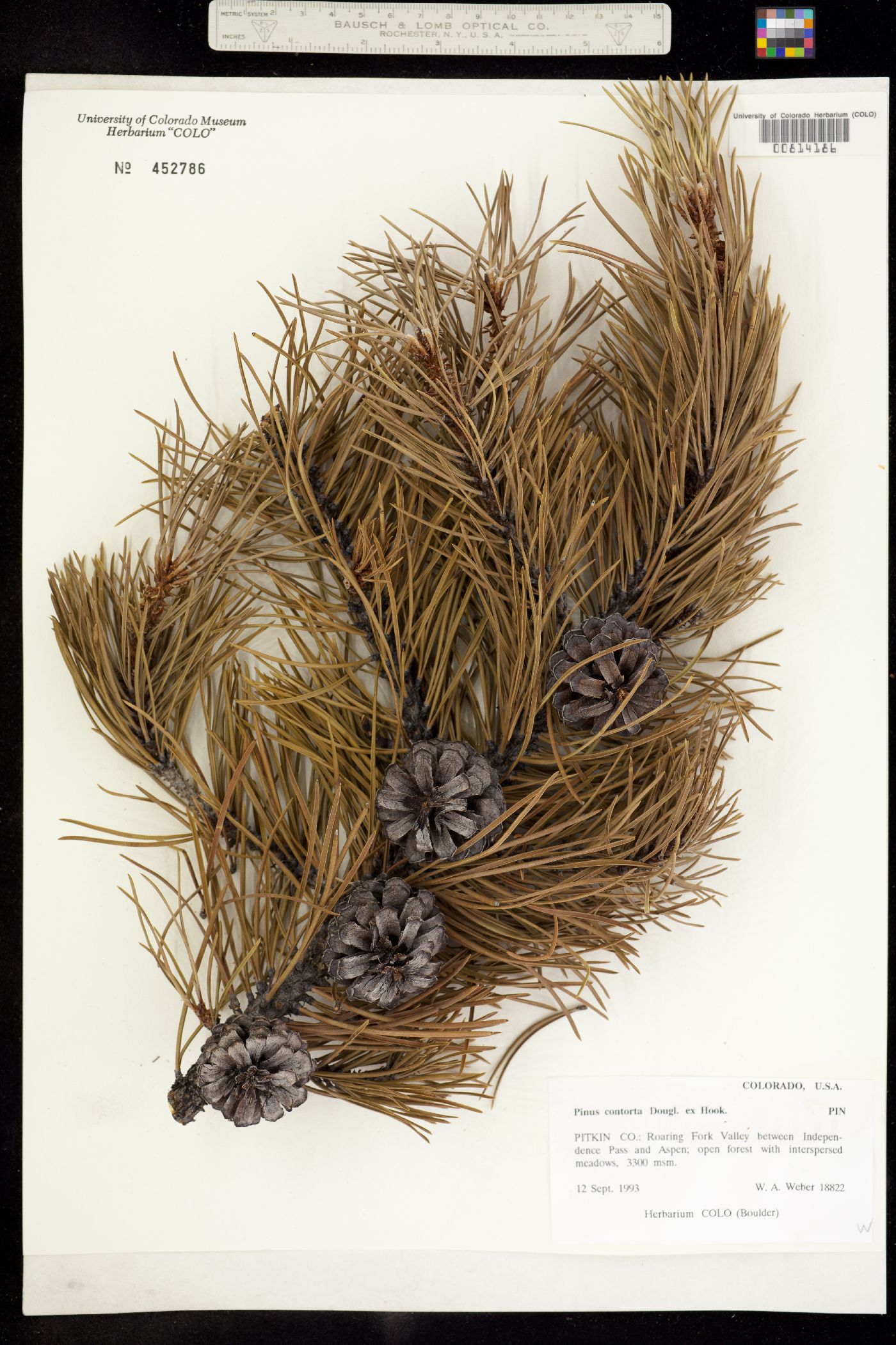 Pinus contorta image