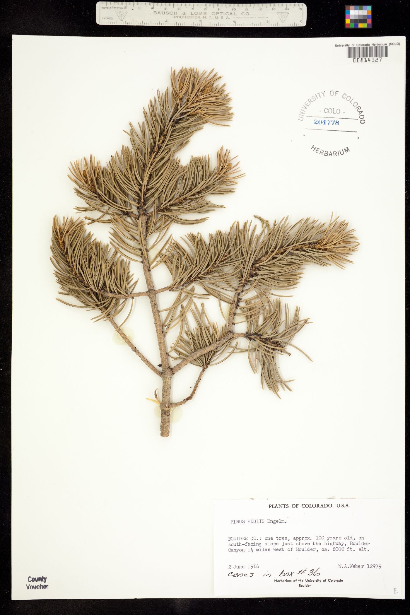 Pinus edulis image