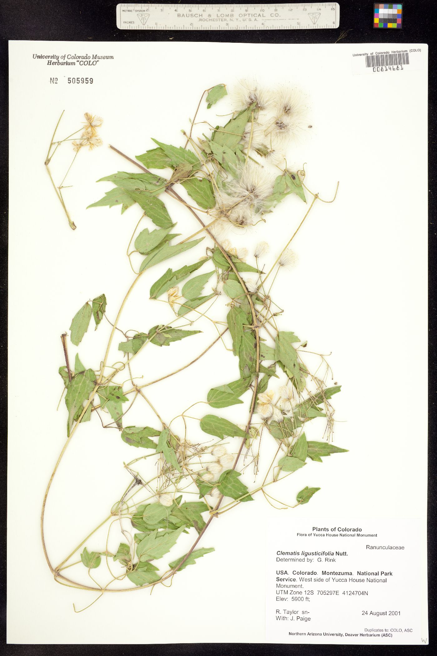 Clematis ligusticifolia image