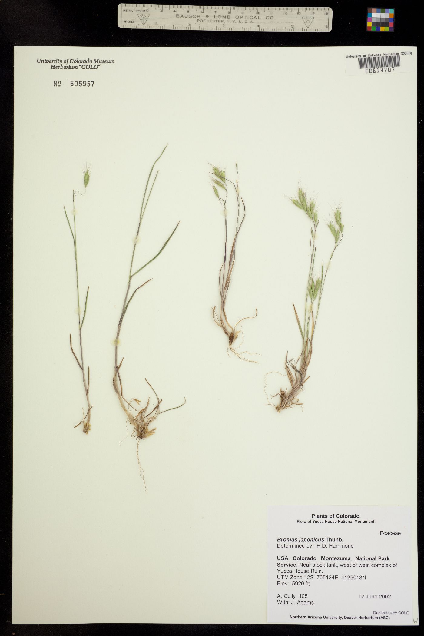 Bromus japonicus image