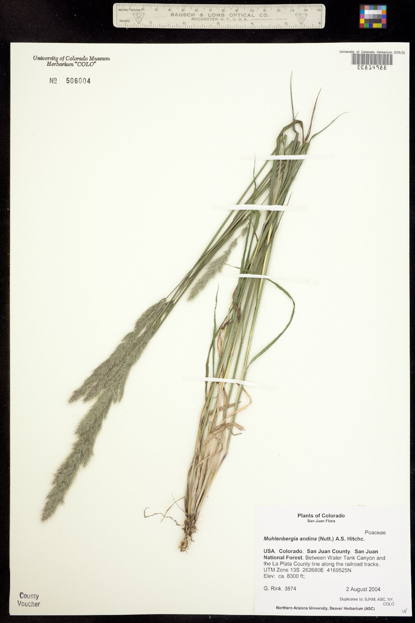 Muhlenbergia andina image