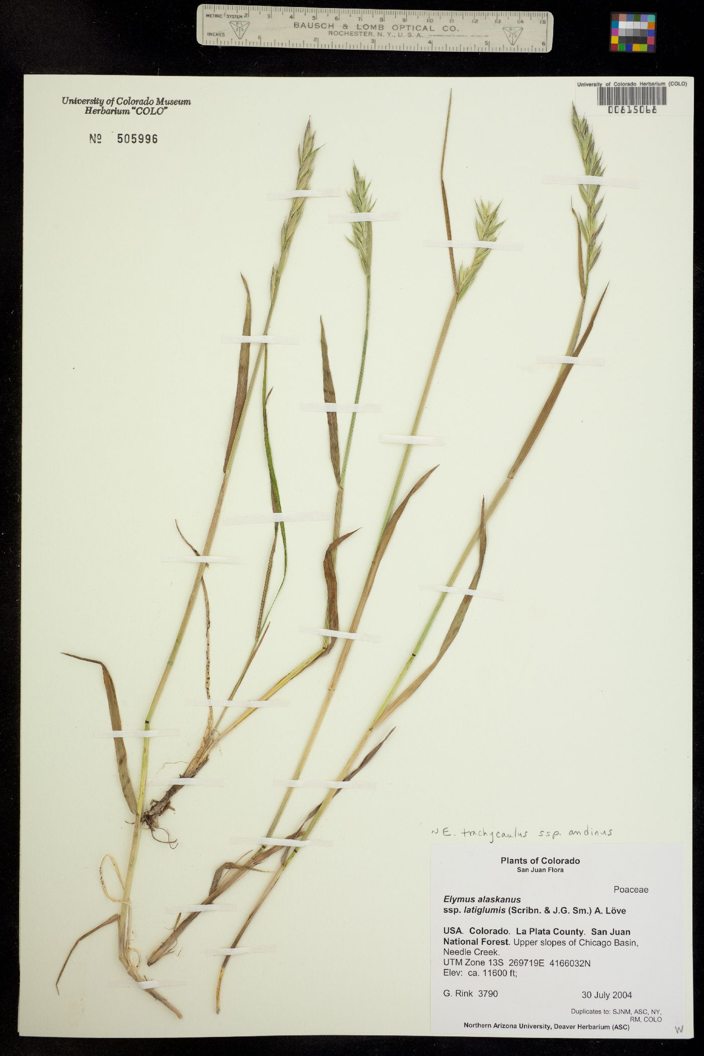 Elymus trachycaulus ssp. andinus image