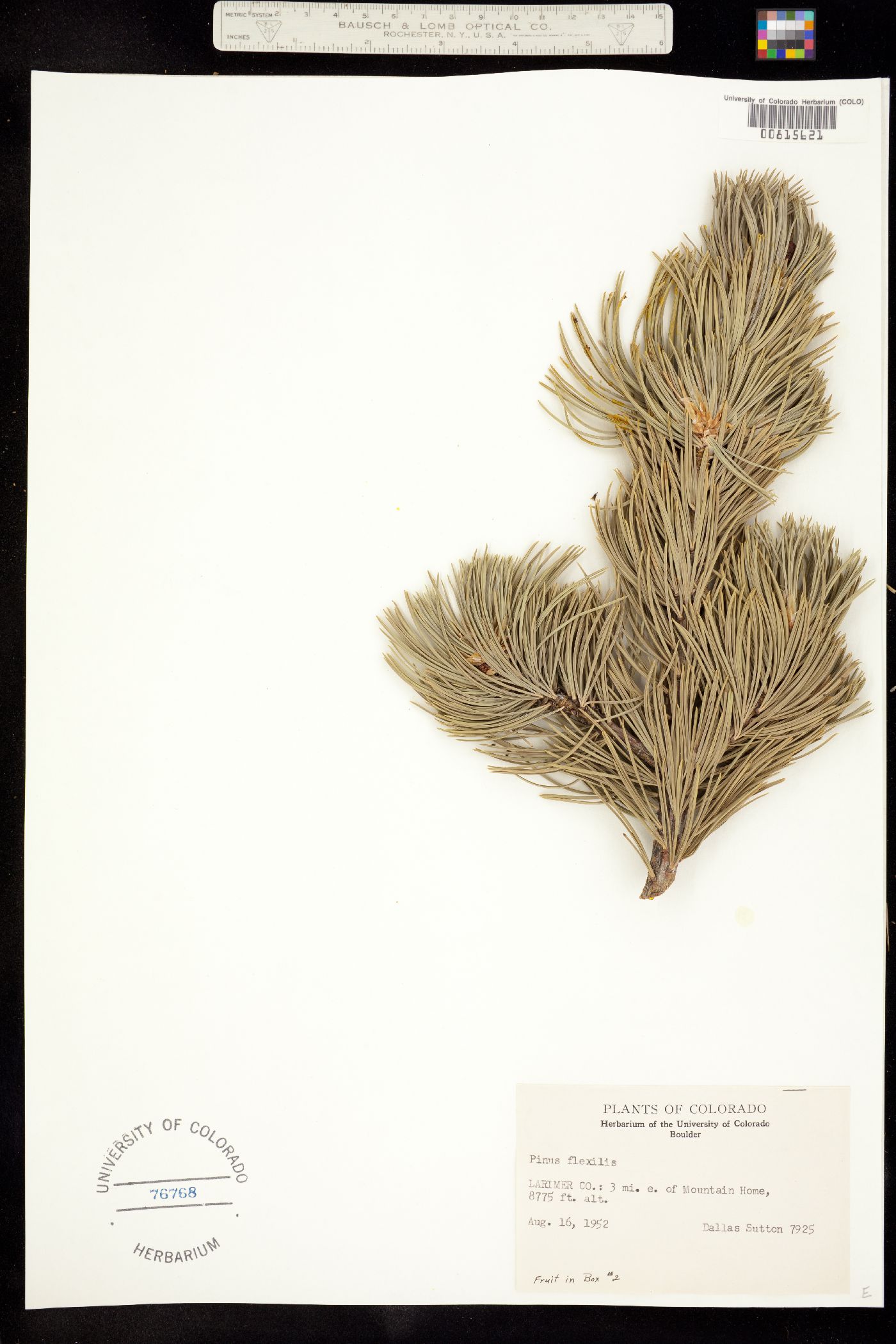 Pinus image