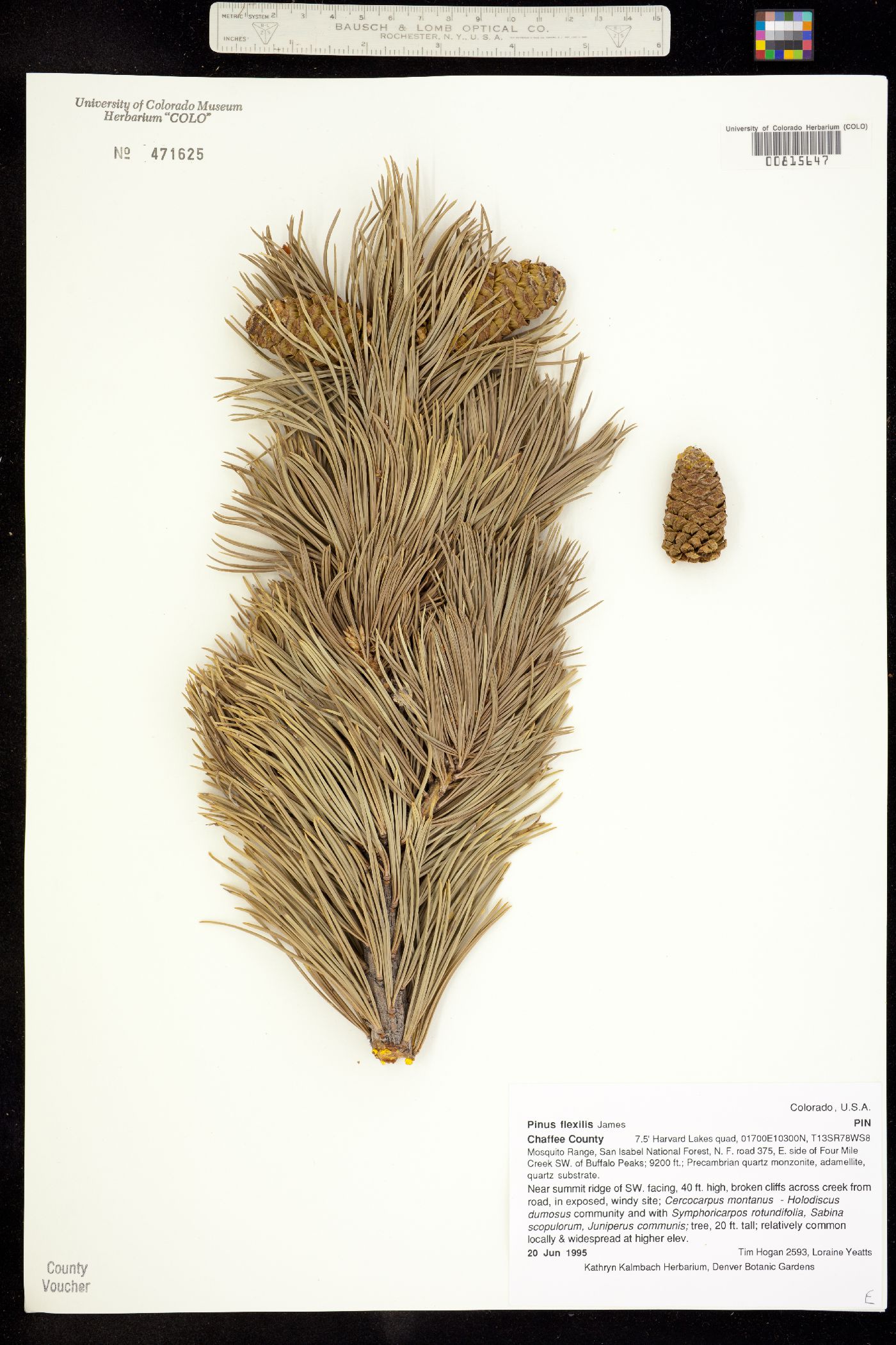 Pinus flexilis image