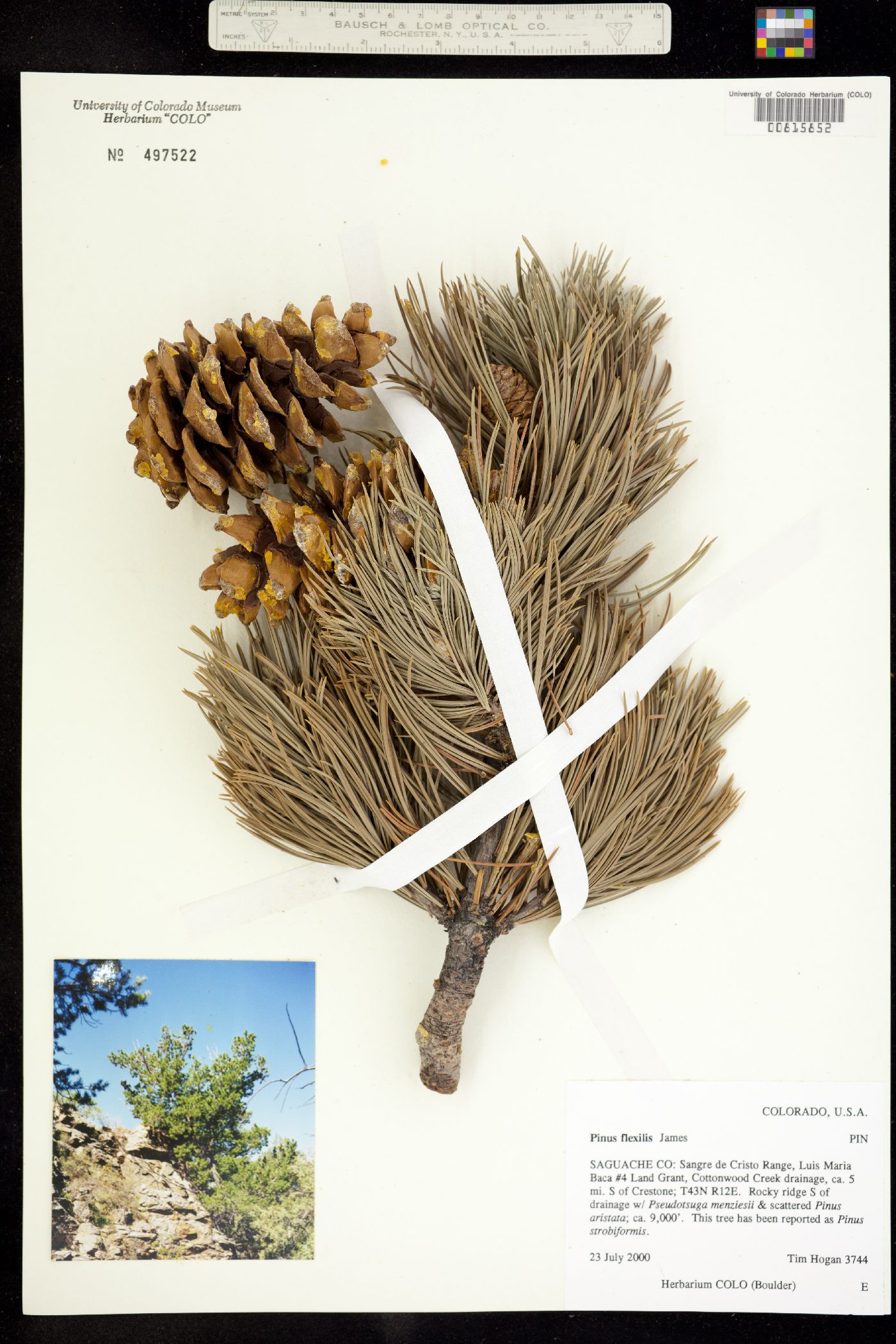 Pinus flexilis image