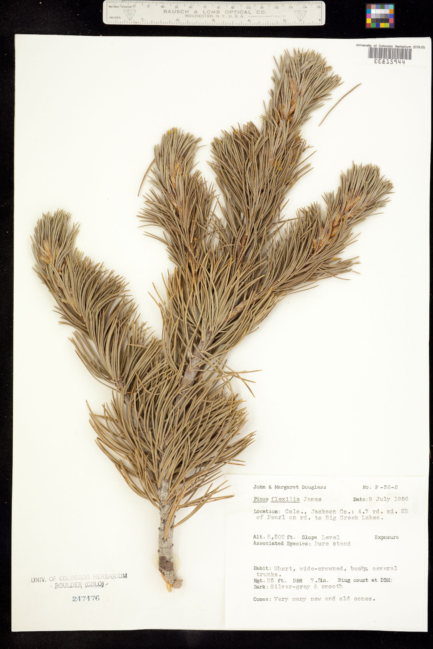 Pinus flexilis image