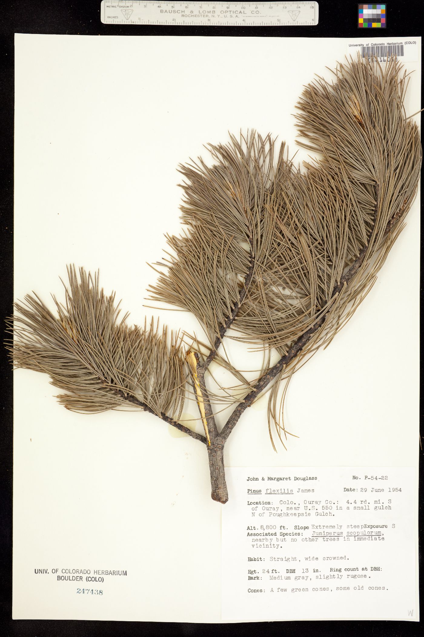 Pinus flexilis image