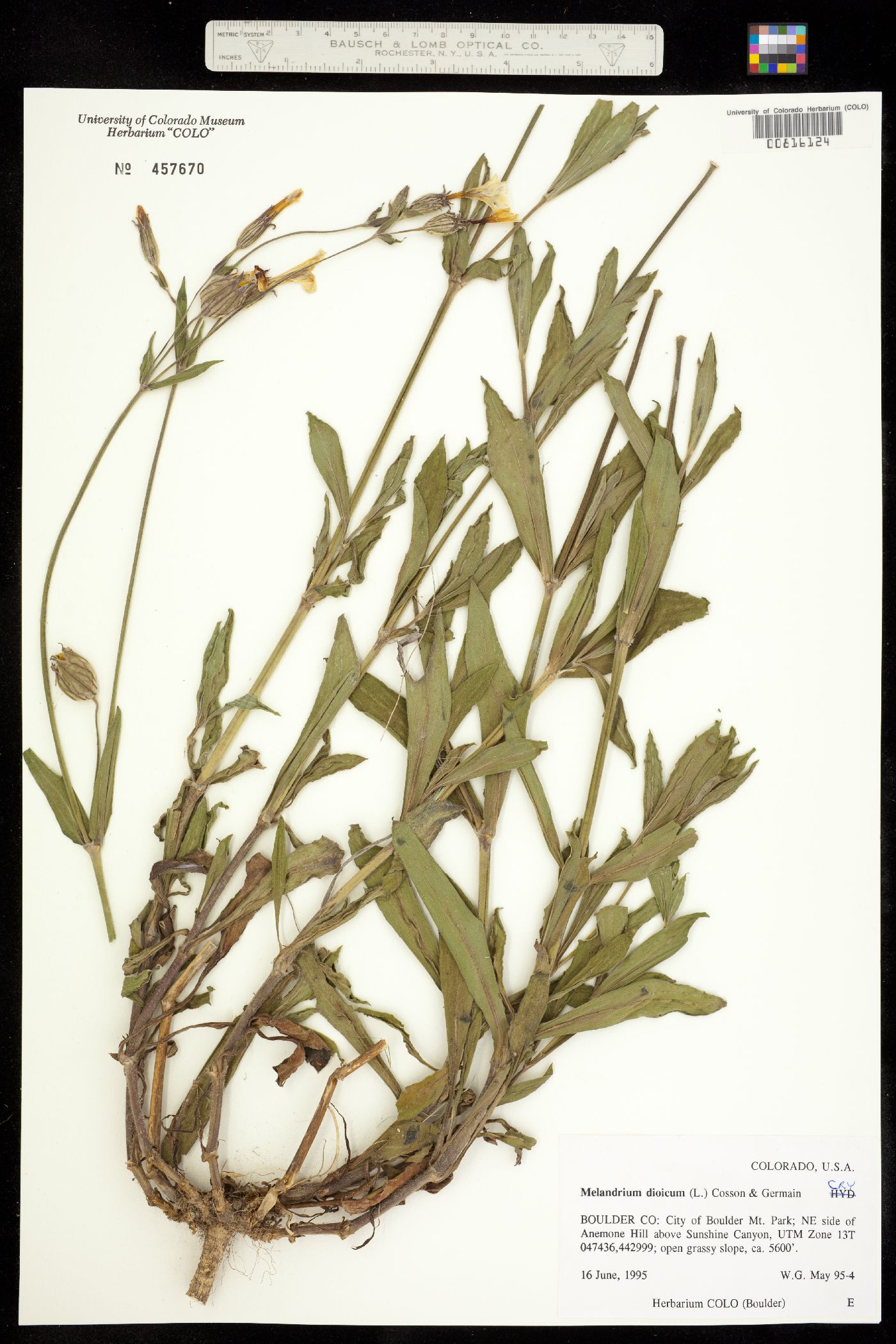 Silene dioica image